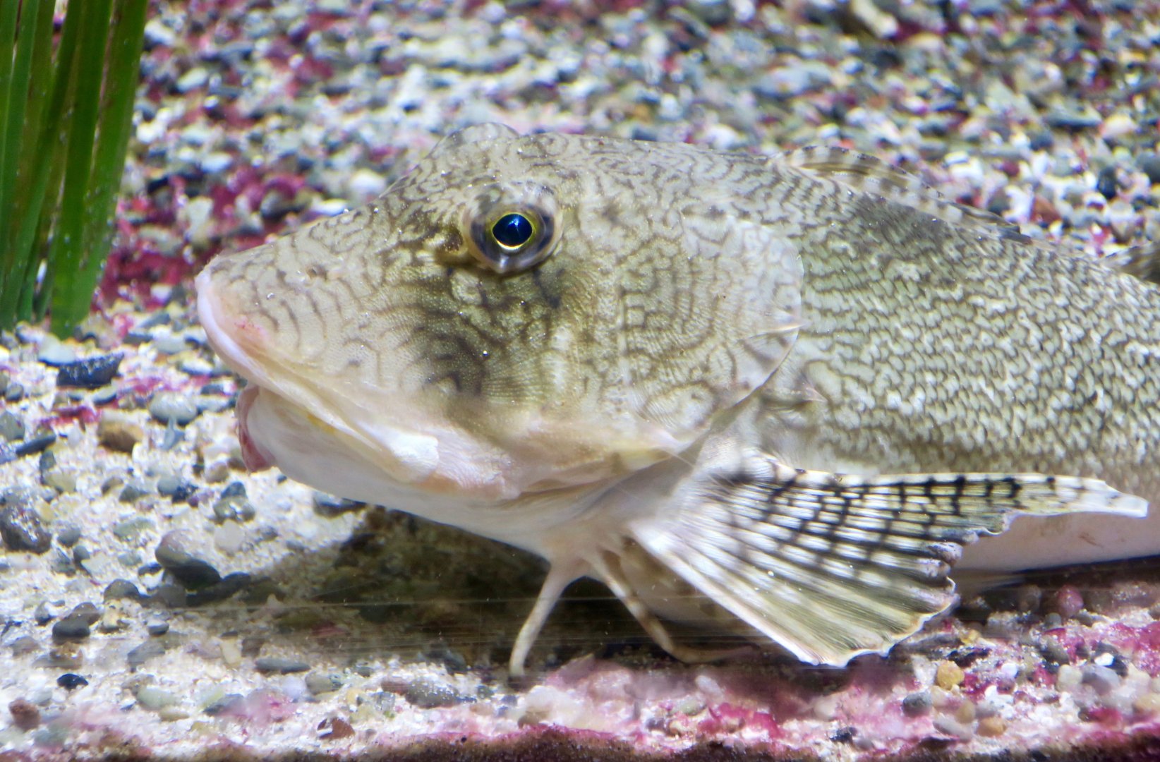 Northern Sea Robin (Prionotus carolinus)