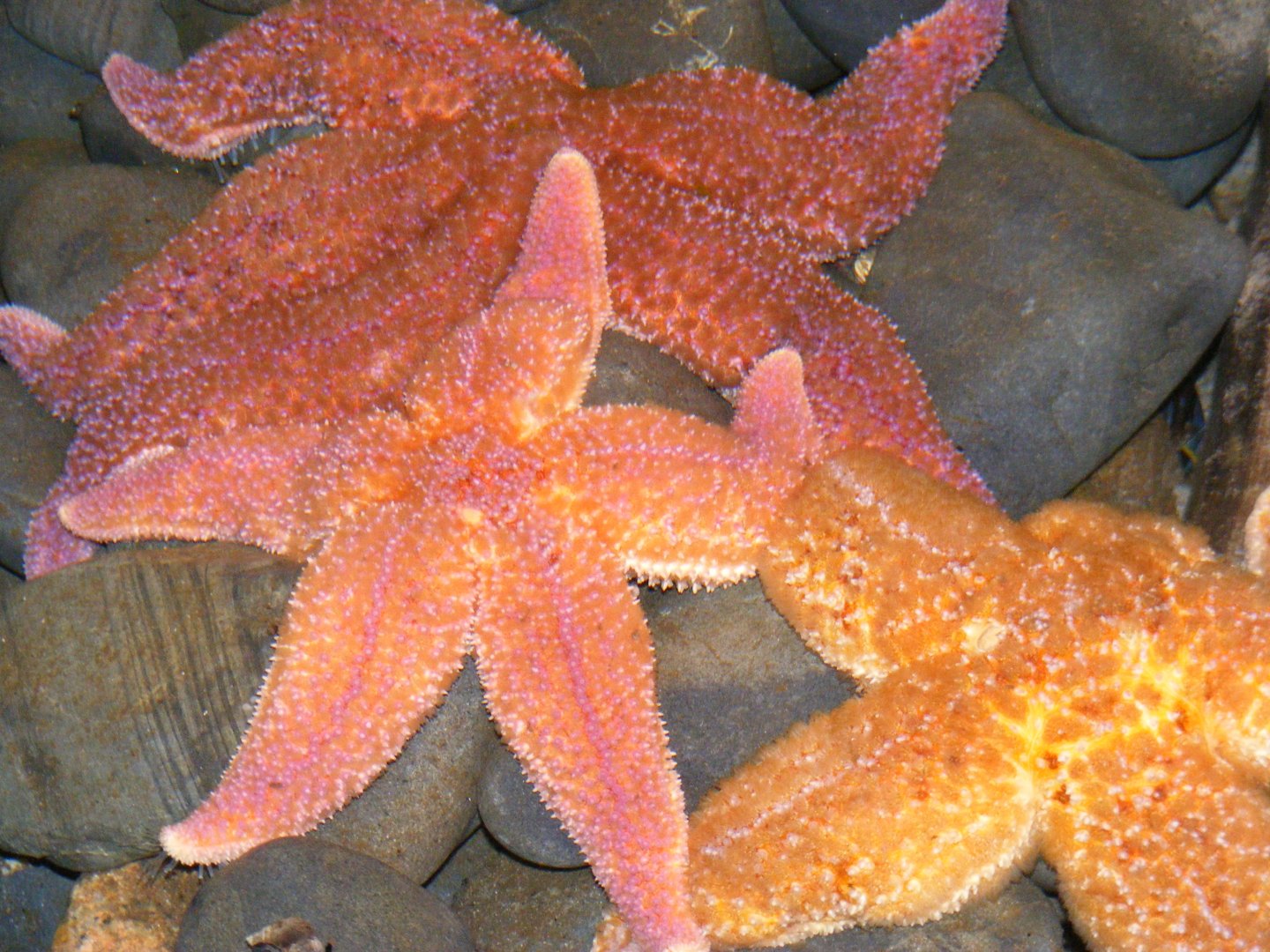Northern Sea Stars - Terra Nova NP Visitor's Center