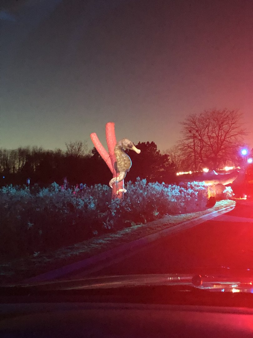 Northern Seahorse Blow up-Minnesota zoo drive-through event