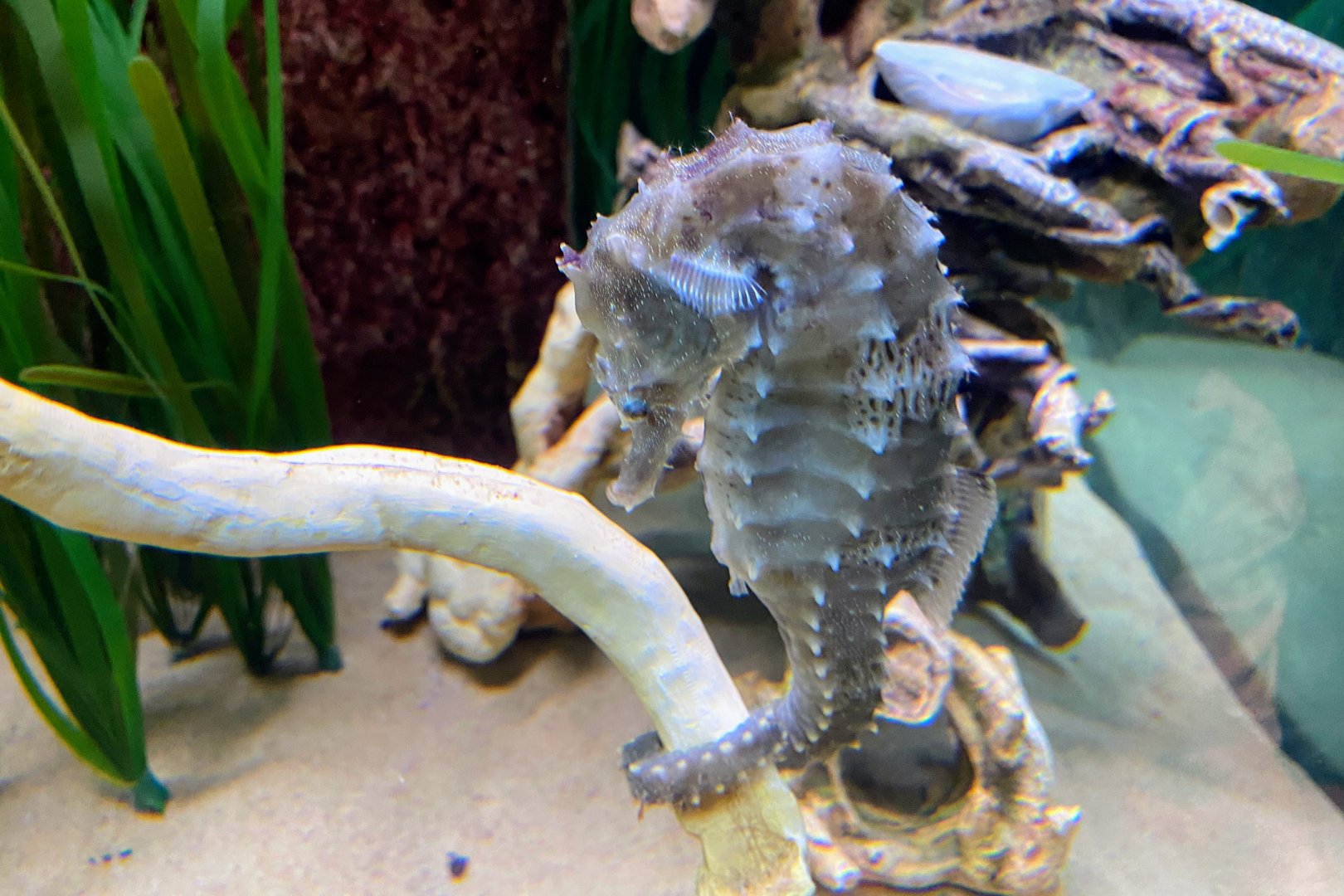 Northern Seahorse