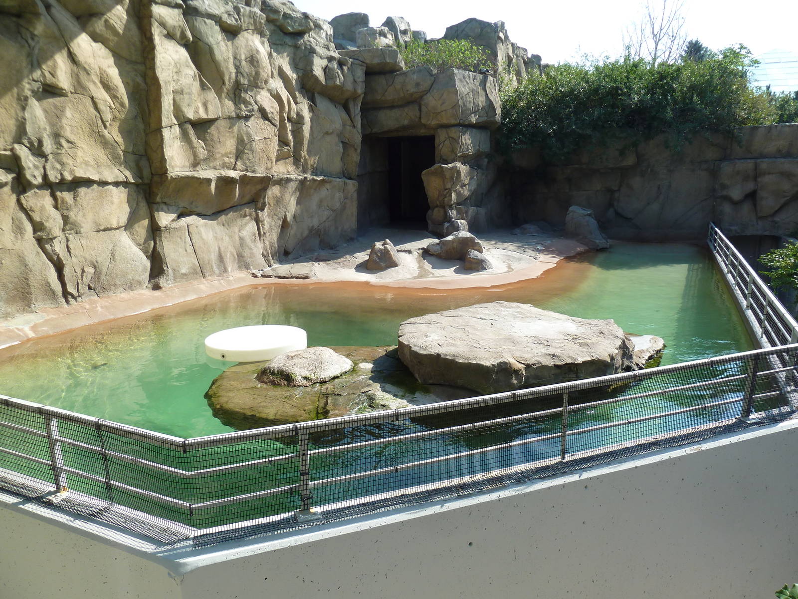 Northern Shores - Harbour Seal Exhibit