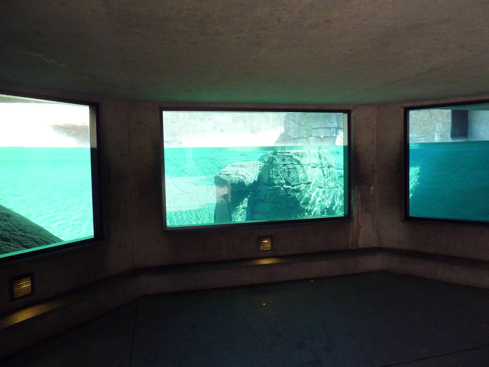 Northern Shores - Polar Bear Exhibit