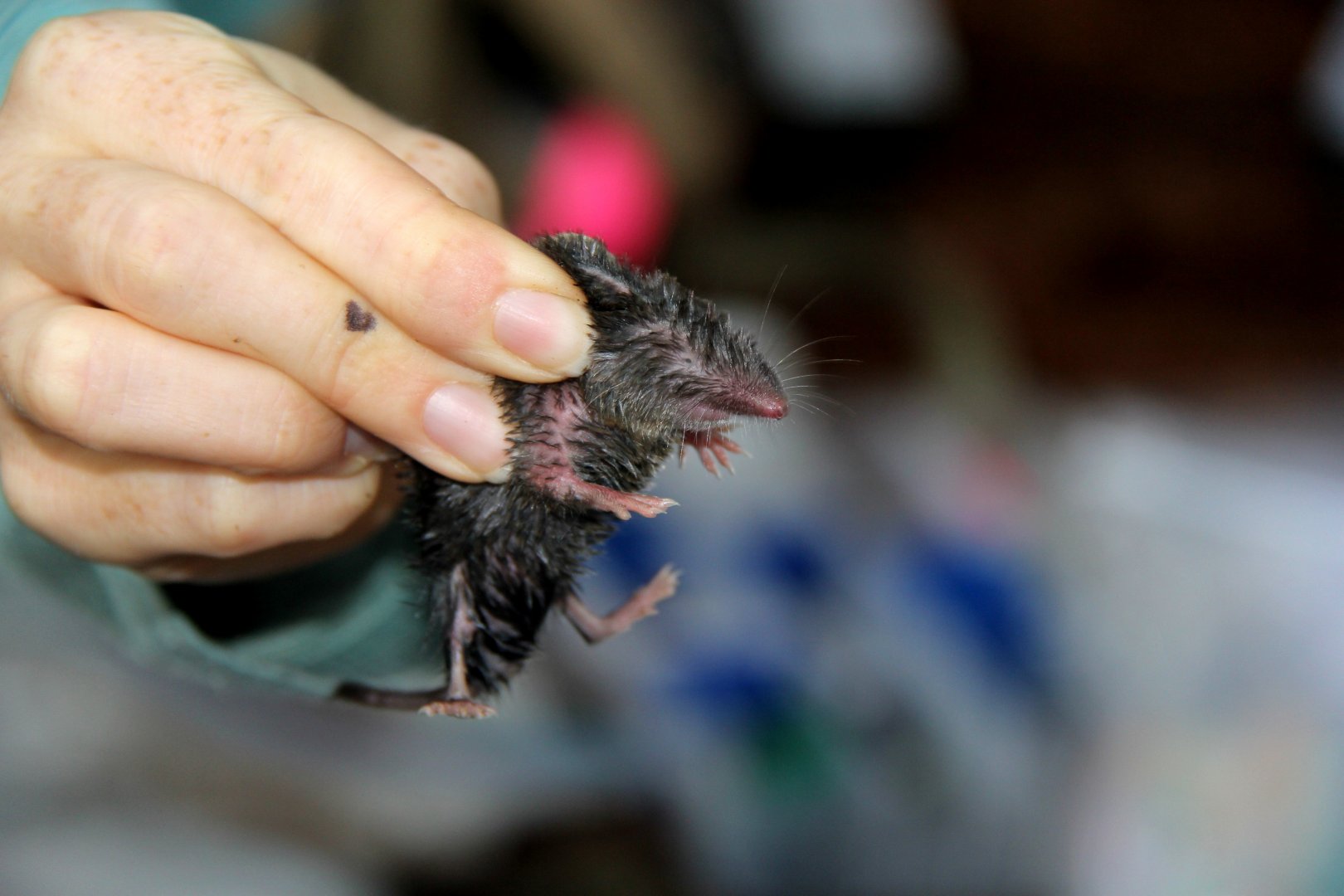 northern short-tailed shrew (Blarina brevicauda)