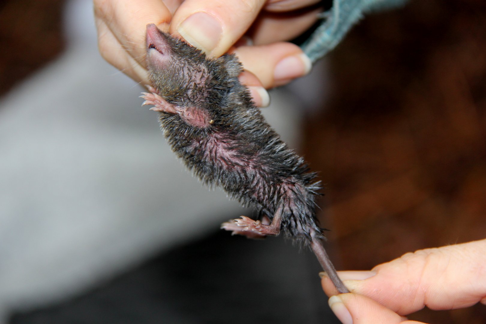 northern short-tailed shrew (Blarina brevicauda)