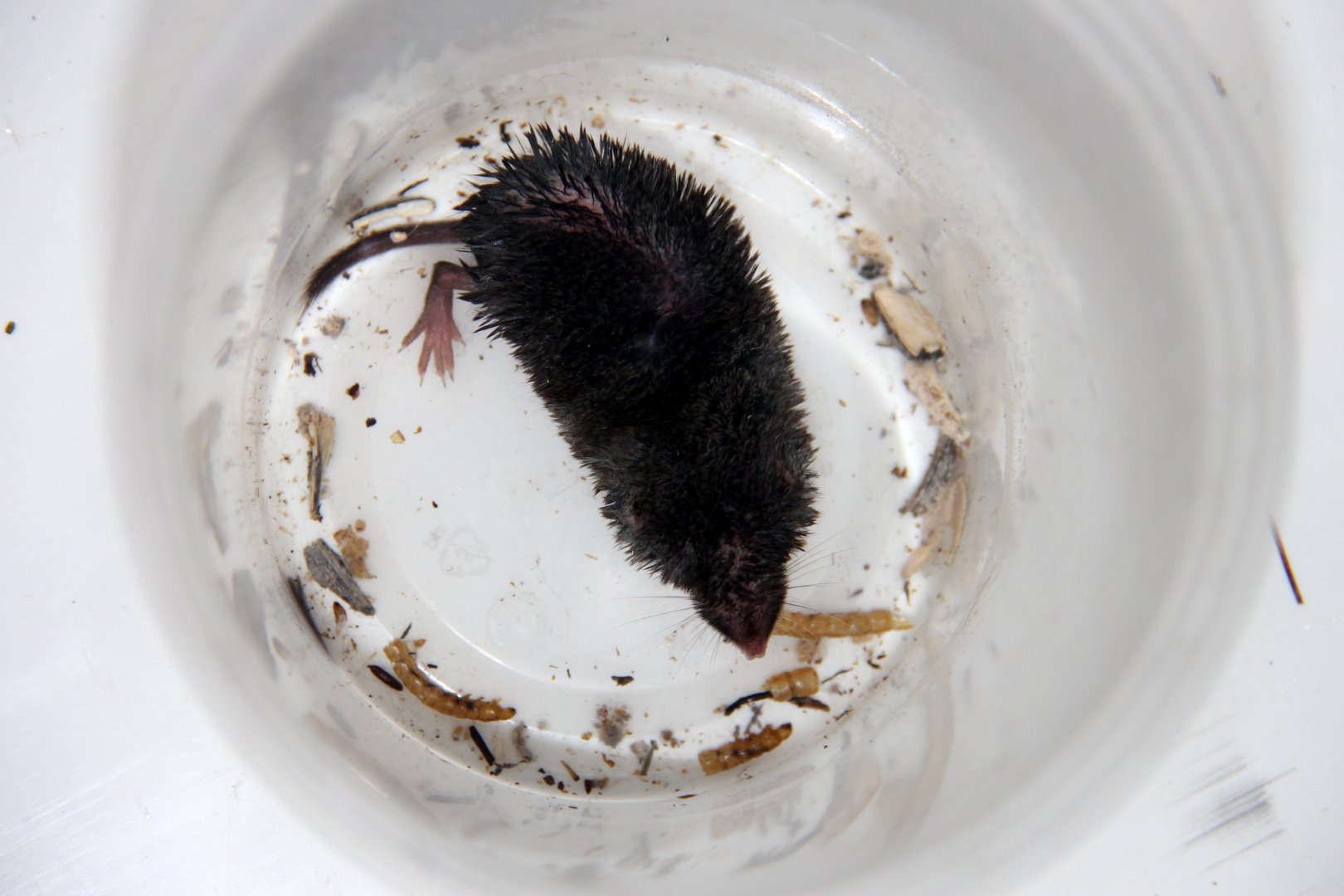 northern short-tailed shrew (Blarina brevicauda)