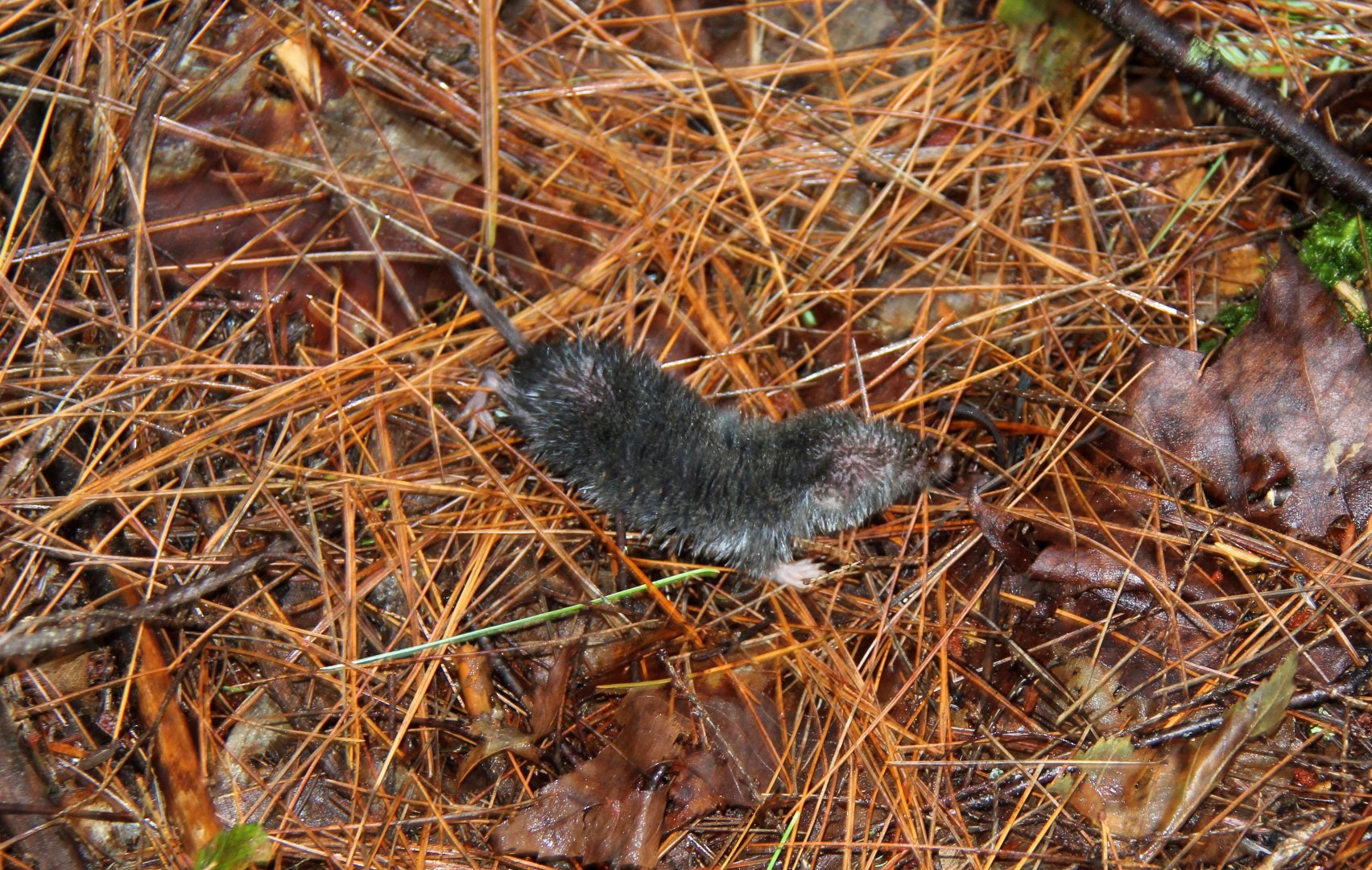 northern short-tailed shrew (Blarina brevicauda)