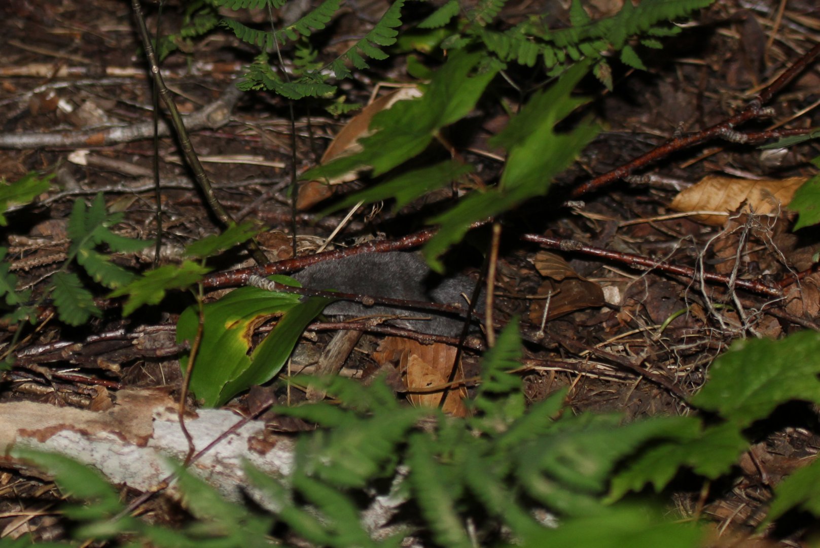 northern short-tailed shrew (Blarina brevicauda)