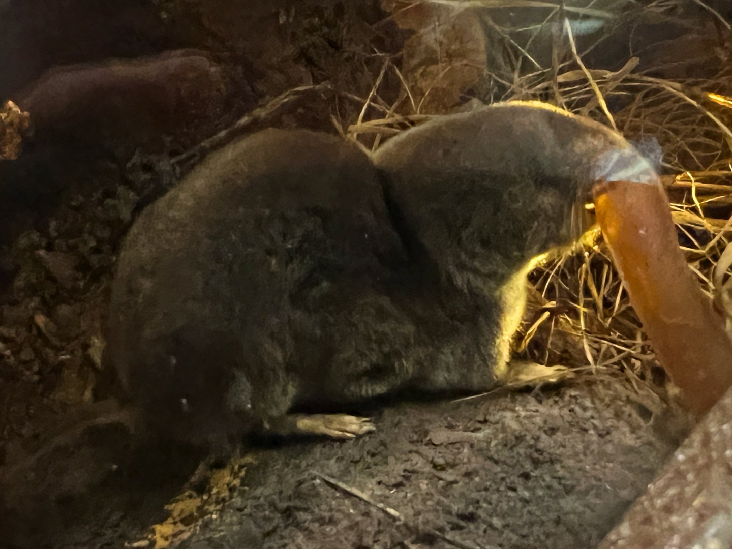 Northern Short Tailed Shrew