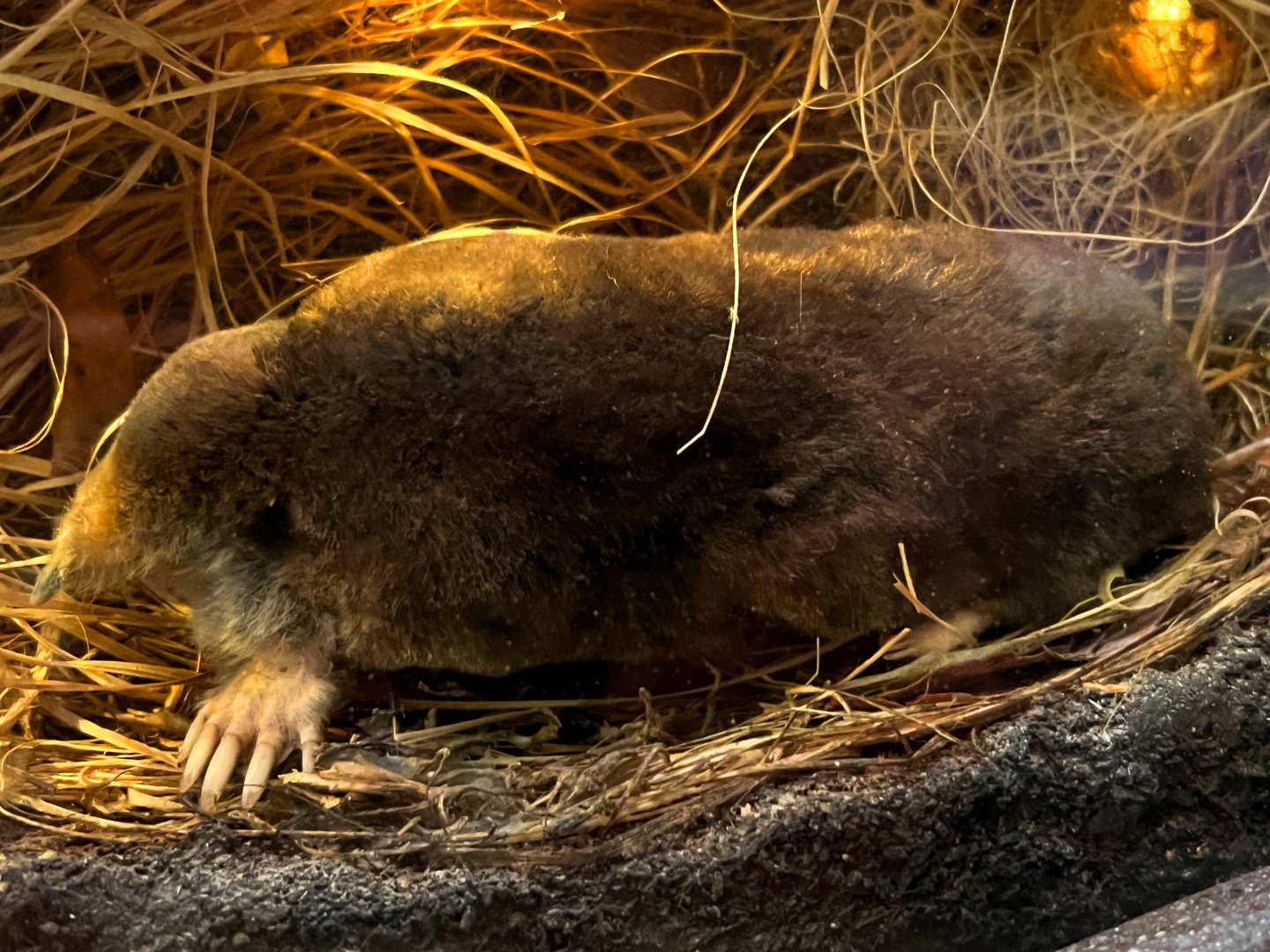 Northern Short Tailed Shrew