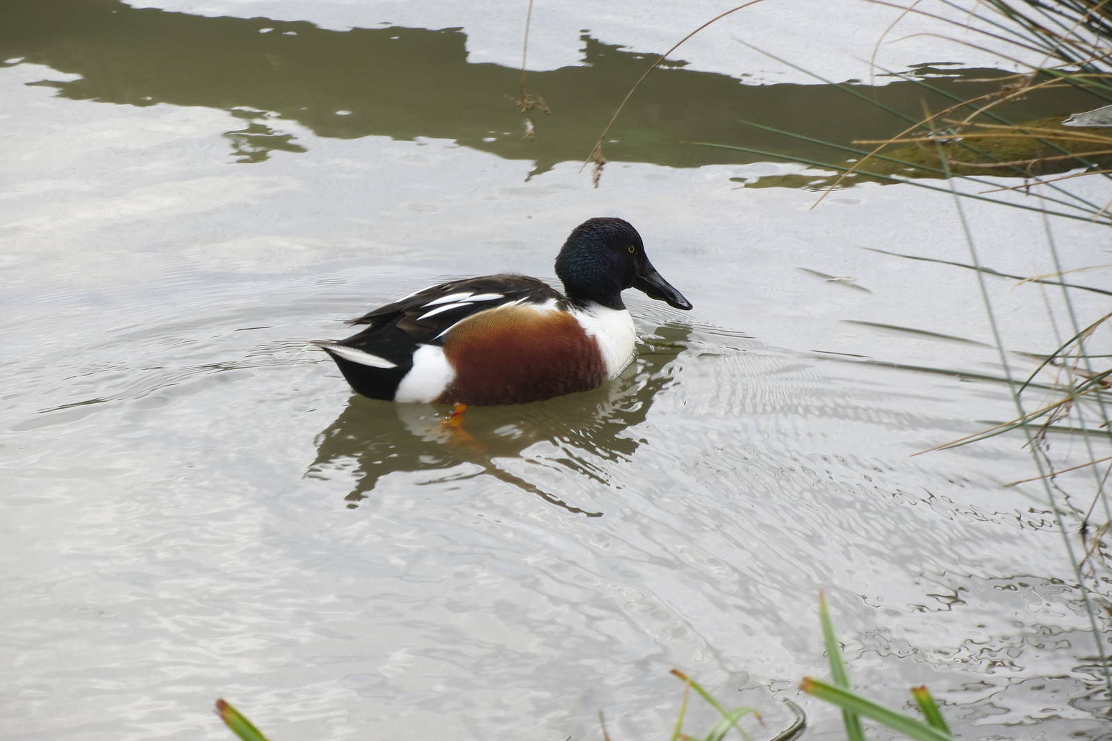 Northern Shoveler 050316