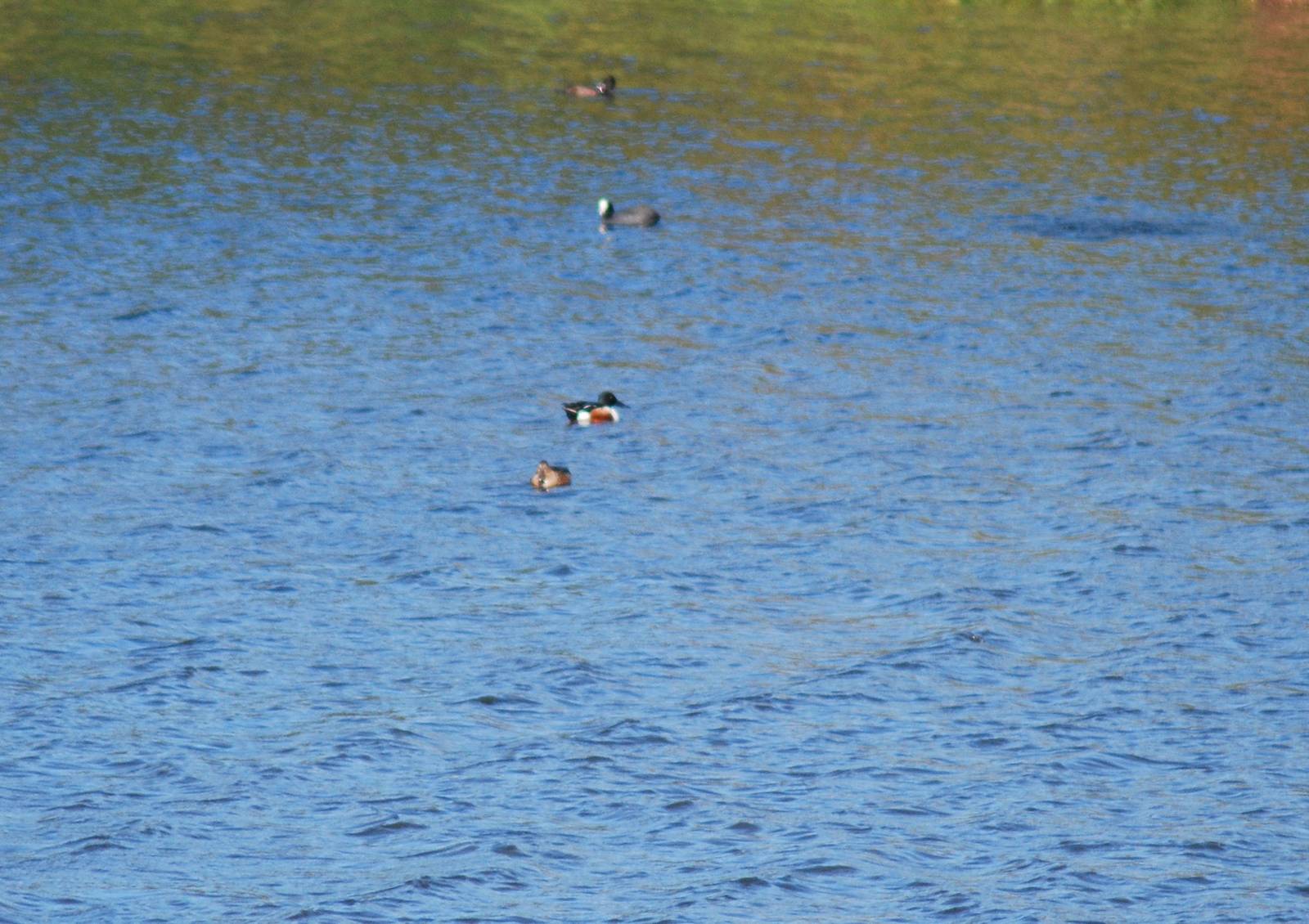Northern Shoveler (Anas clypeata). SV RSPB