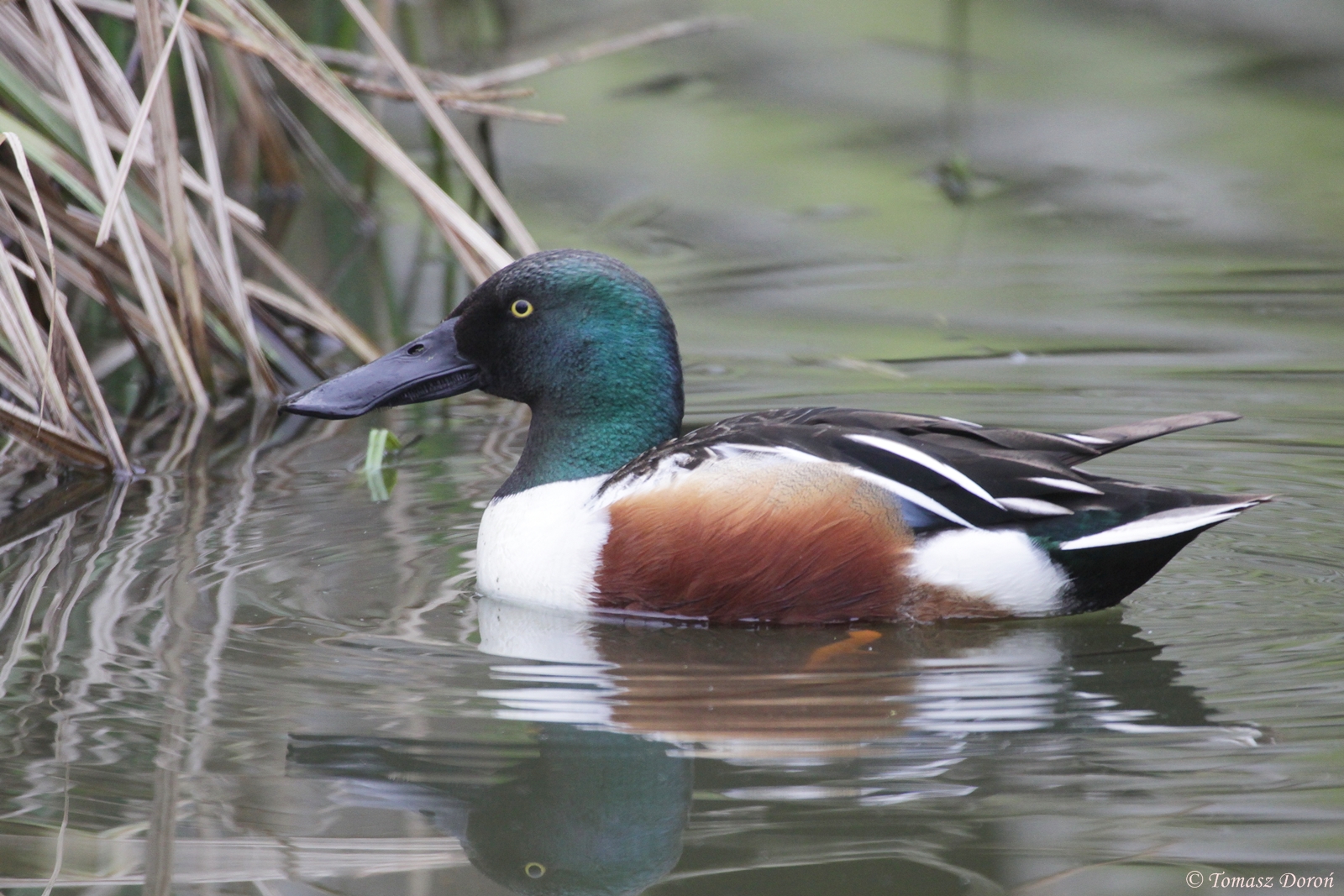 Northern Shoveler (Anas clypeata)