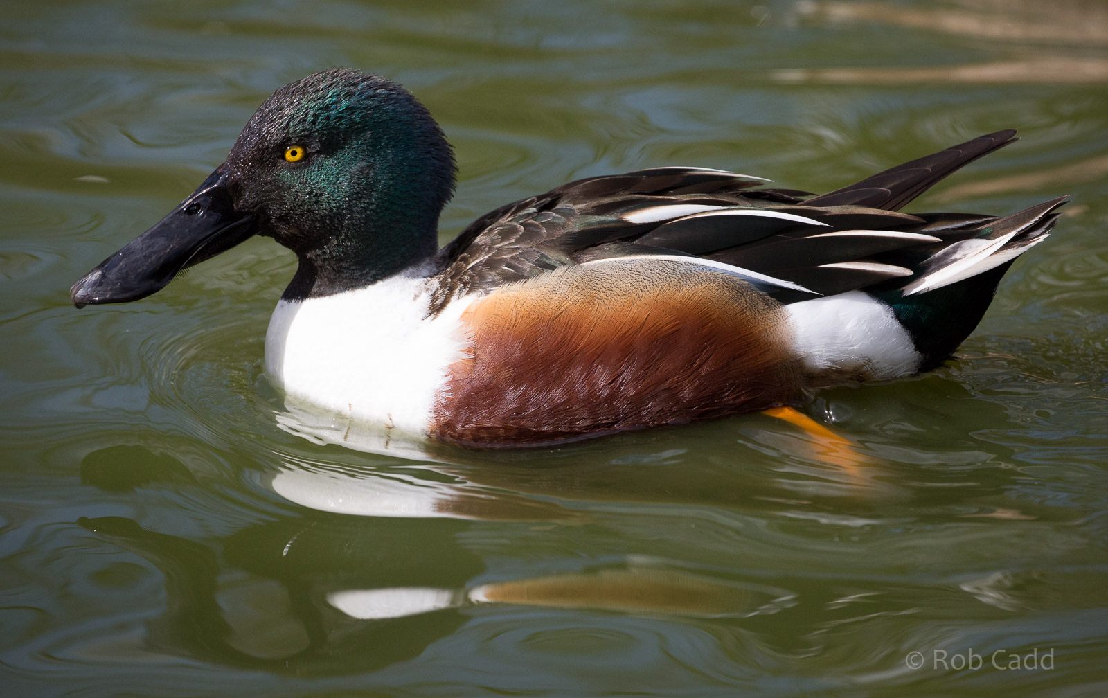 Northern shoveler : Cotswold WP : 26 Mar 2015