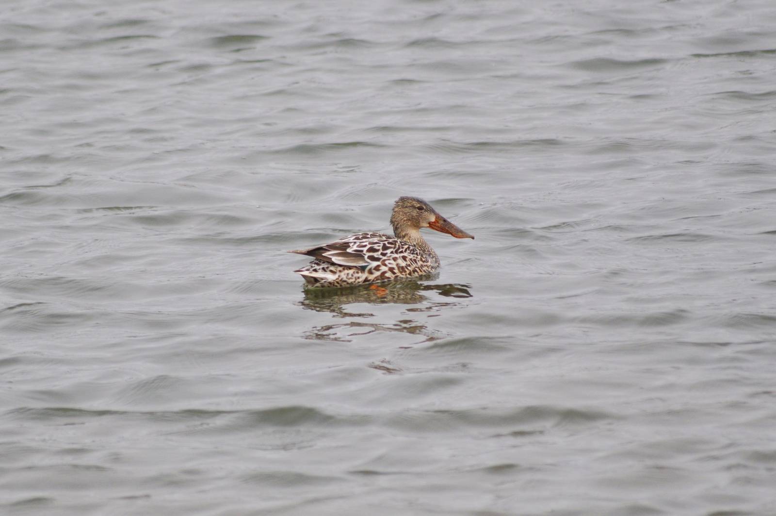 Northern Shoveler Duck - Alaska