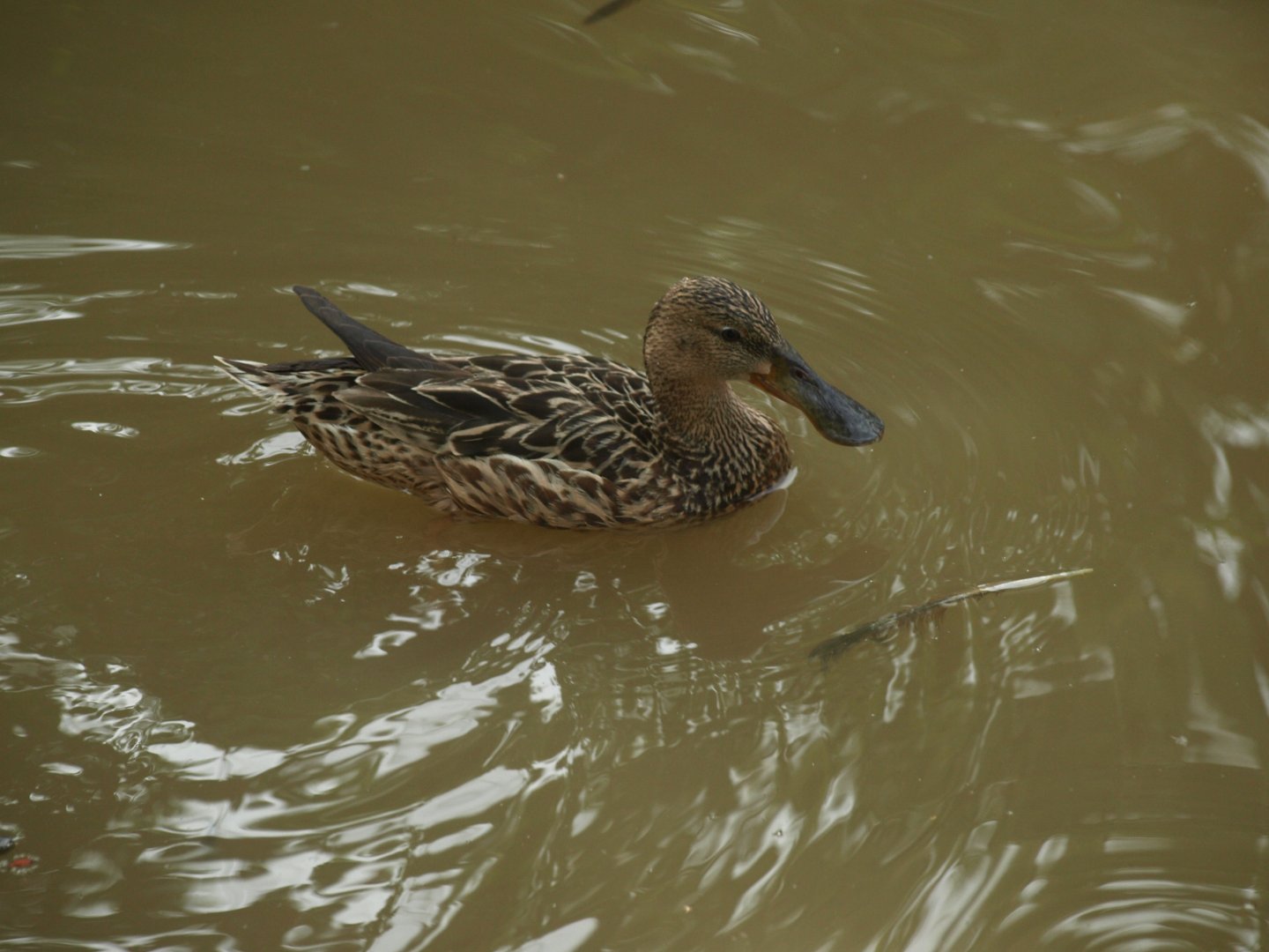 Northern shoveler female - Lake View Point Bird park 12/7/2018