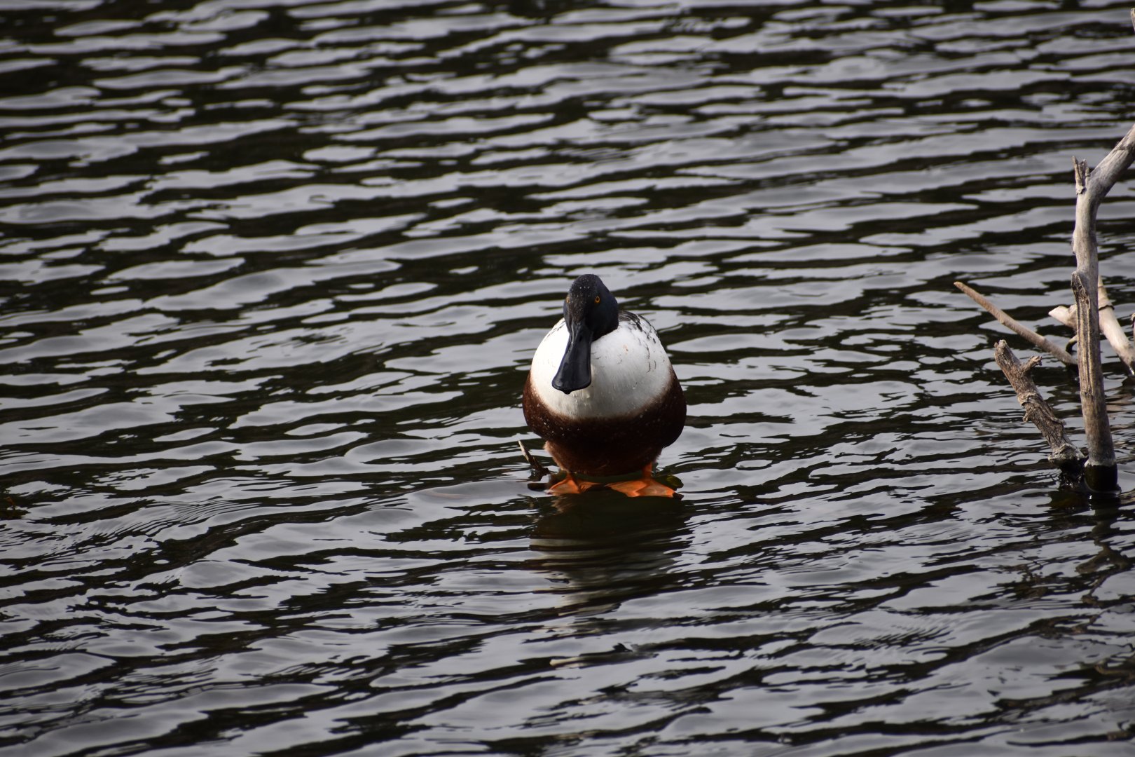 Northern Shoveler ~ Imperial Palace Moat