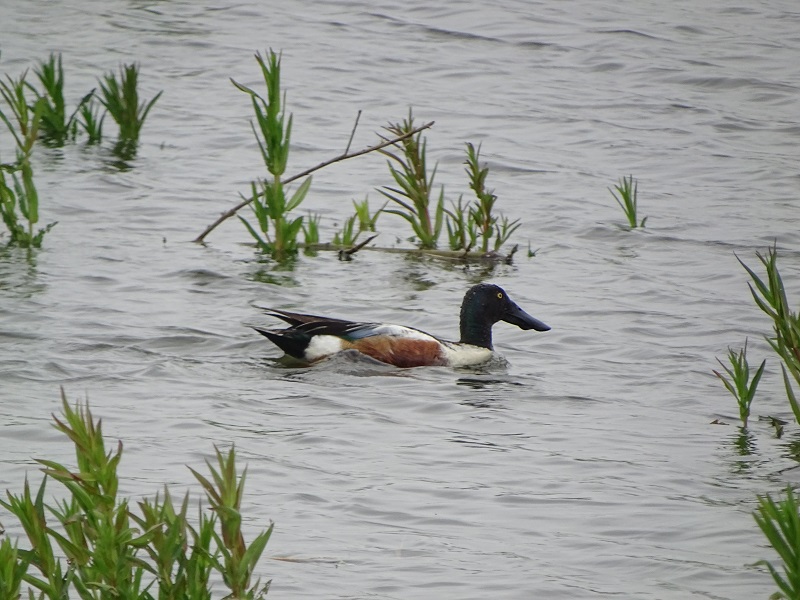 Northern shoveler male