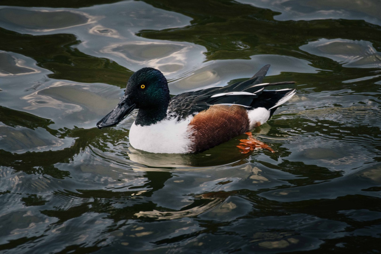 Northern Shoveler - Osaka Castle Park