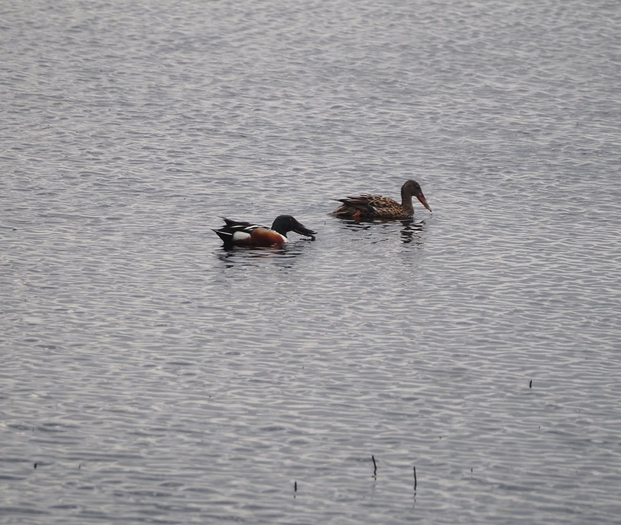 Northern shoveler pair (Spatula clypeata), Zwillbrocker Venn, 2025-05-26