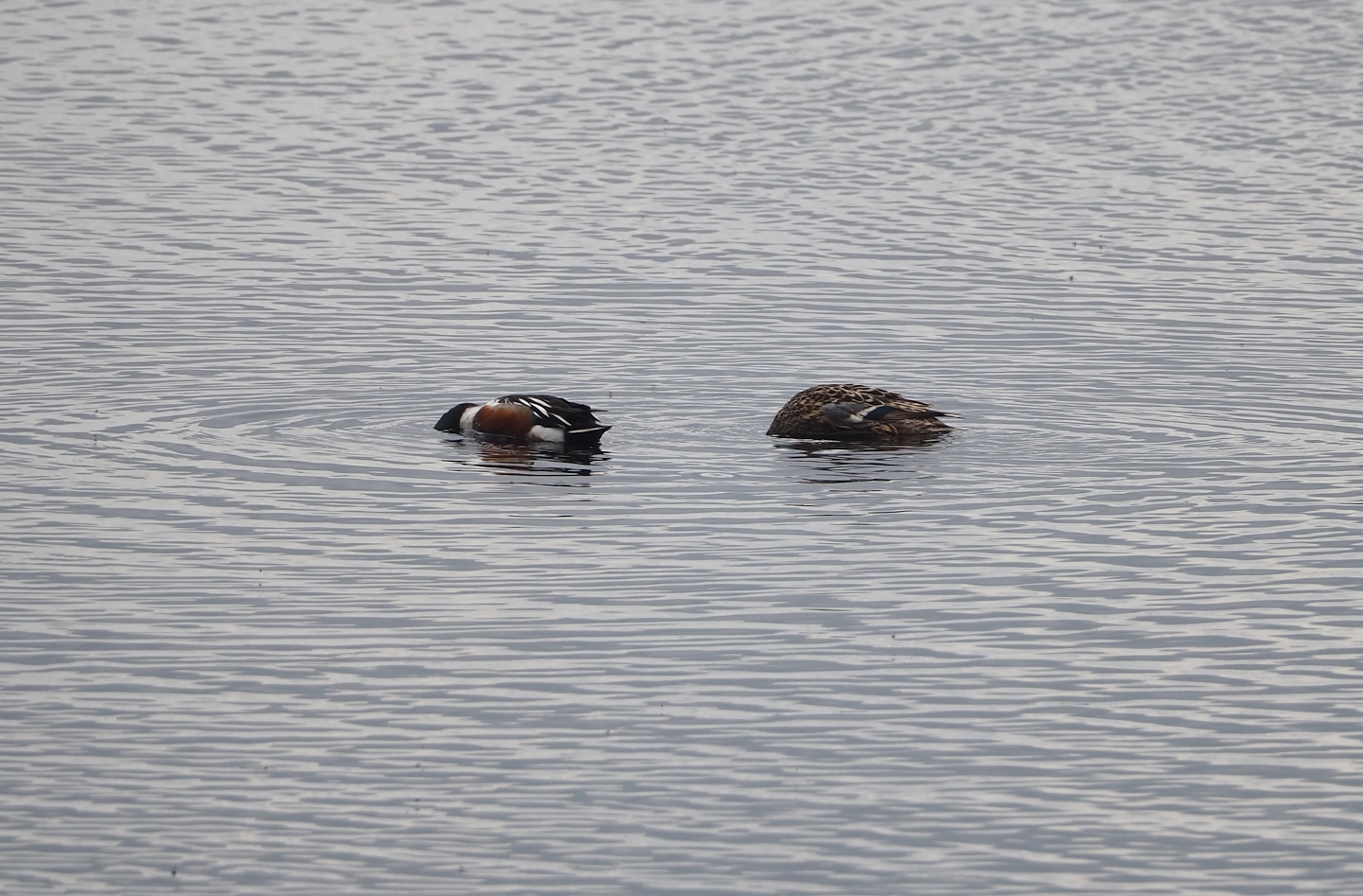 Northern shoveler pair (Spatula clypeata), Zwillbrocker Venn, 2025-05-26