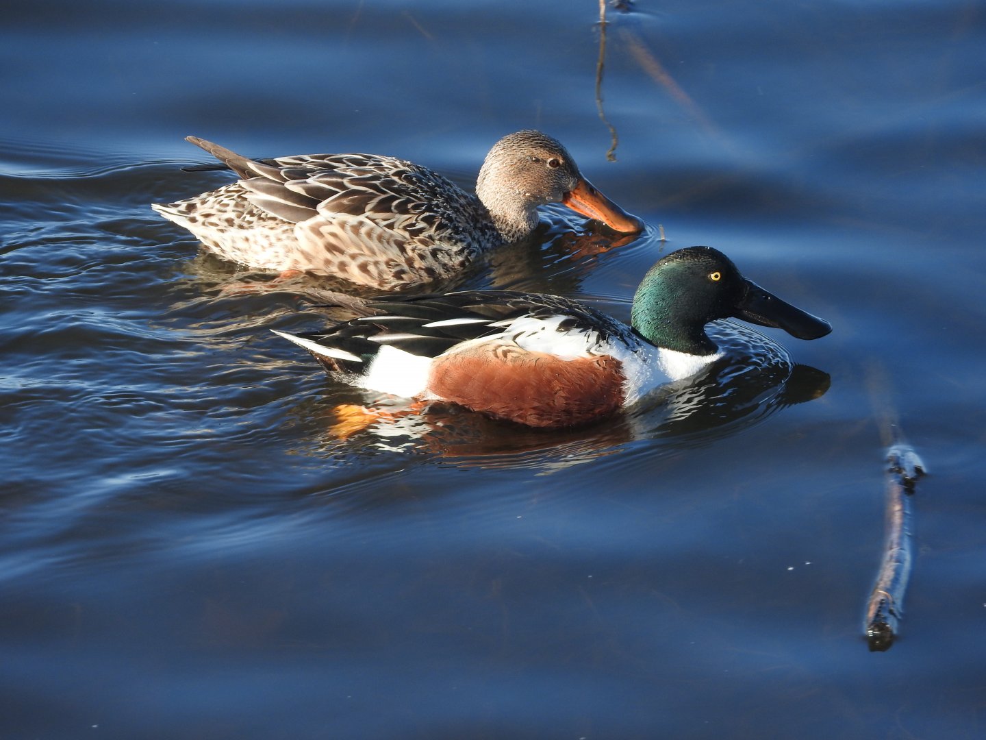 Northern Shoveler Pair