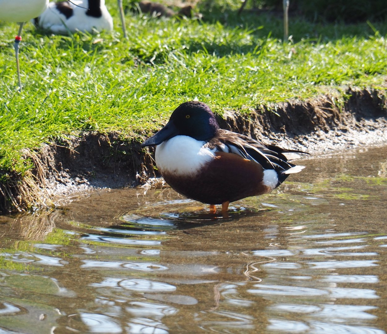 Northern shoveler (Spatula clypeata), 2019-03-30