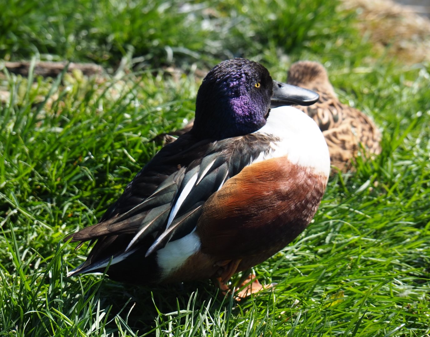 Northern shoveler (Spatula clypeata), 2019-03-30