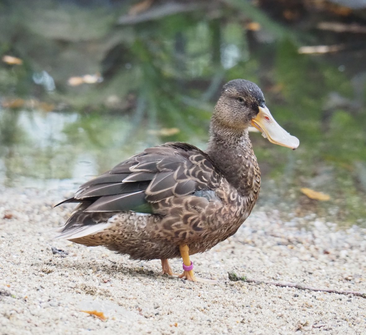 Northern shoveler (Spatula clypeata), 2021-11-06