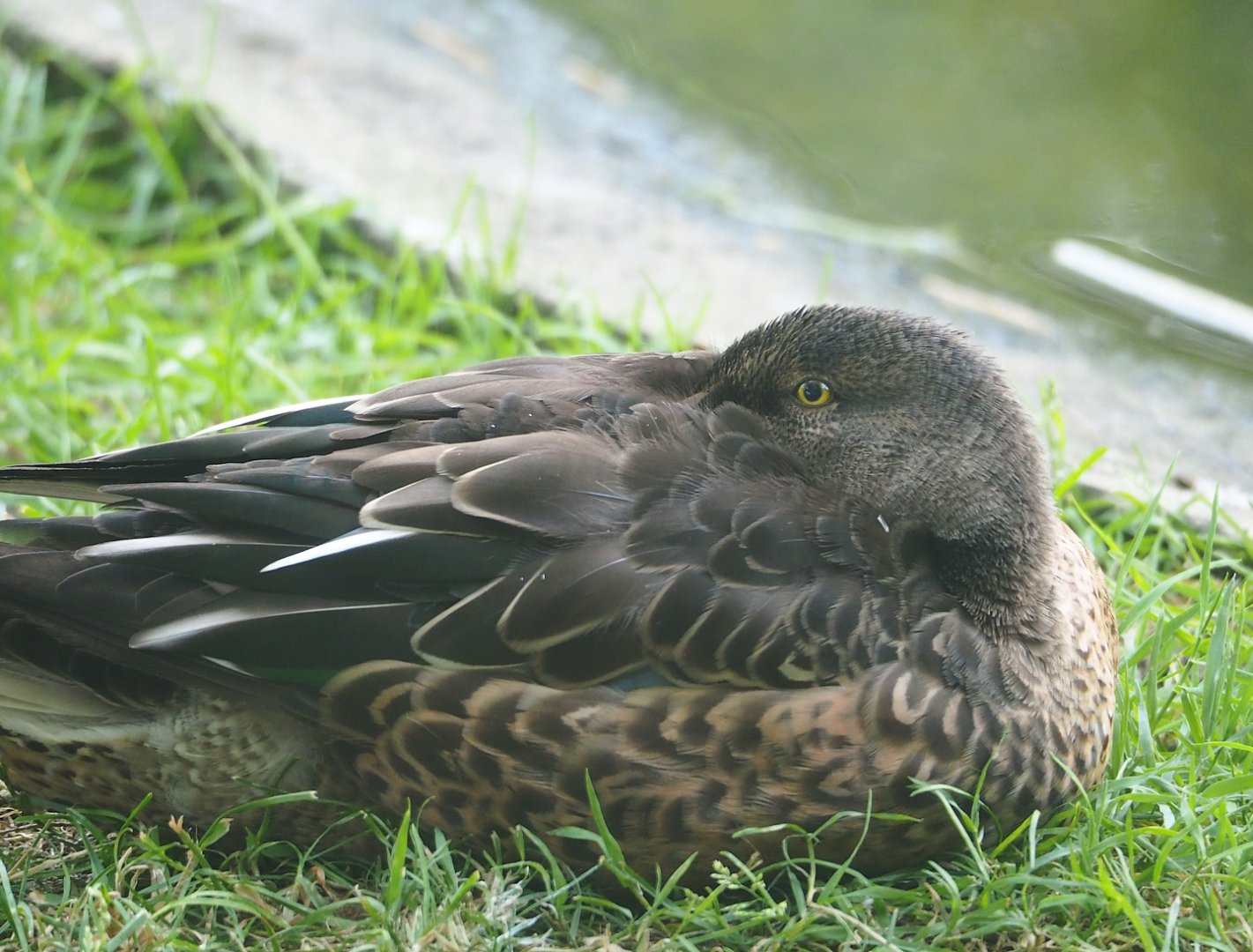 Northern shoveler (Spatula clypeata), 2023-07-08