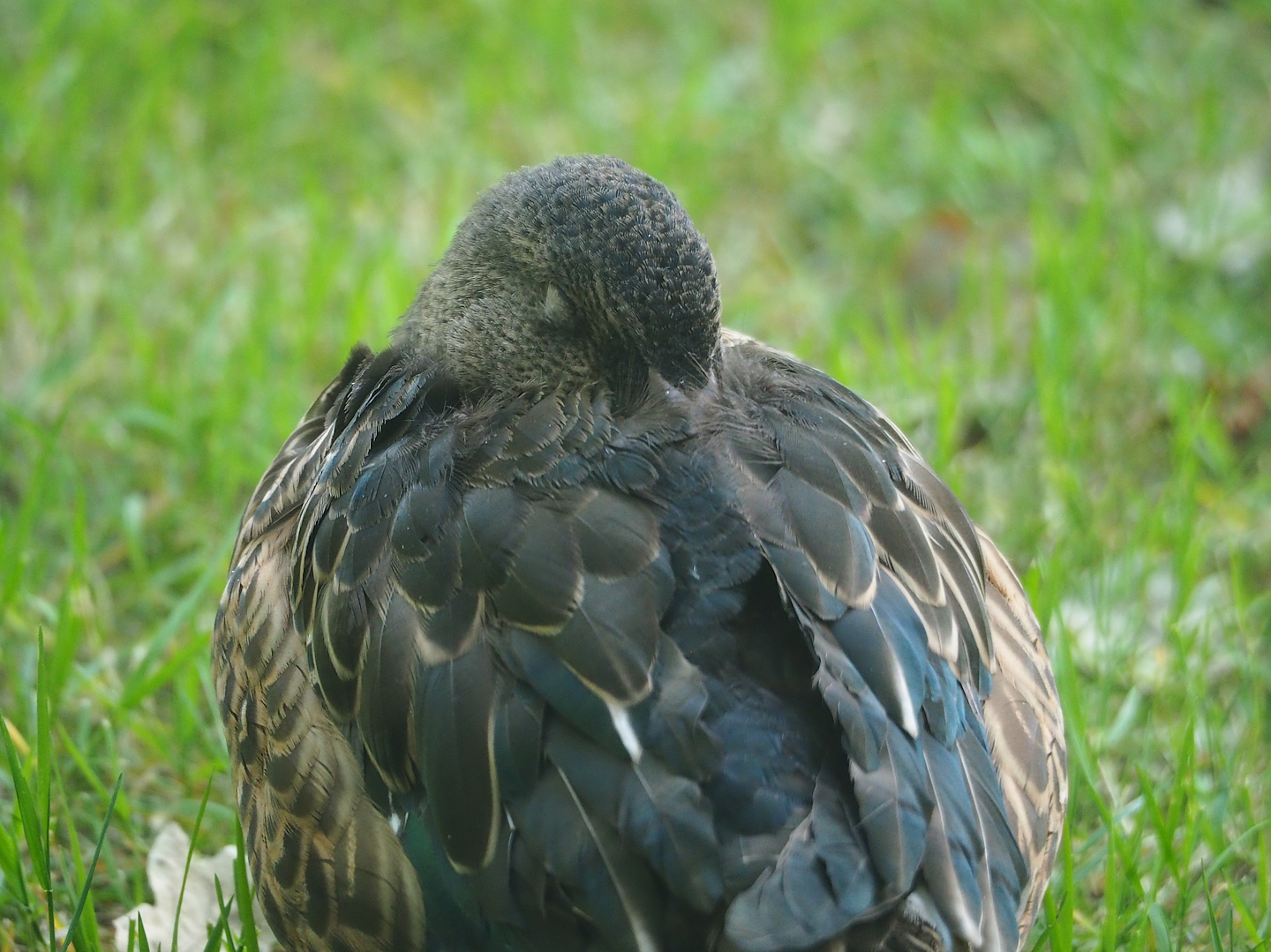 Northern shoveler (Spatula clypeata), 2023-07-08