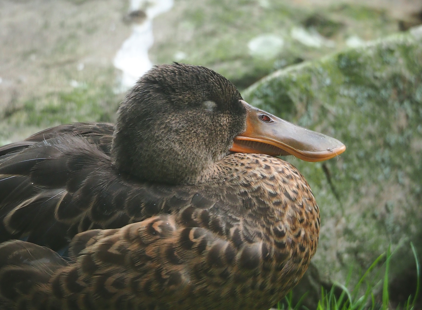 Northern shoveler (Spatula clypeata), 2023-07-26