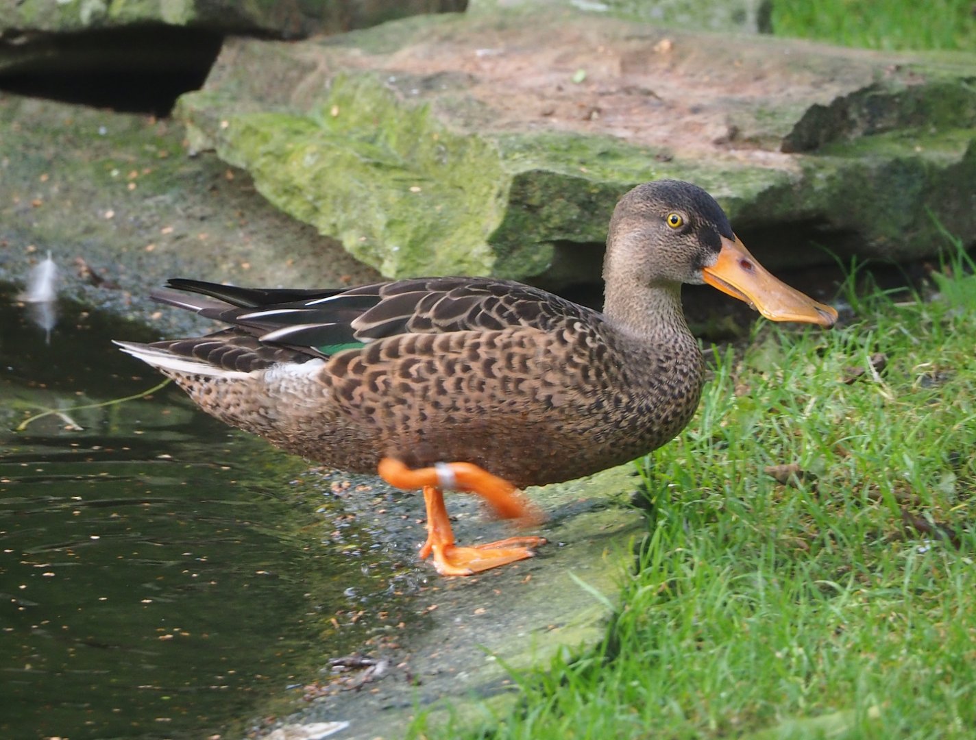 Northern shoveler (Spatula clypeata), 2023-09-19