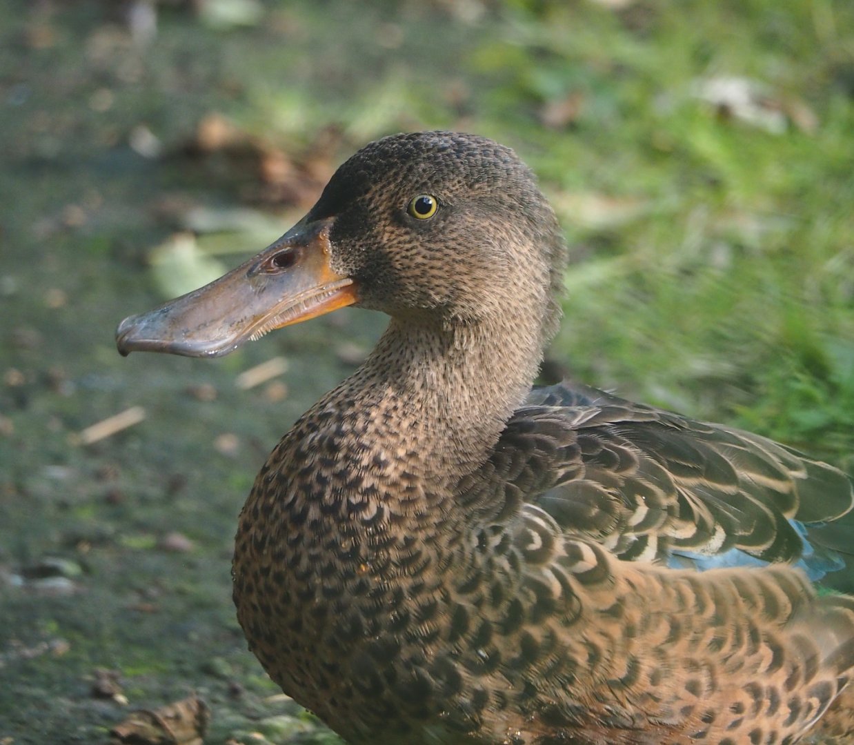 Northern shoveler (Spatula clypeata), 2023-09-19