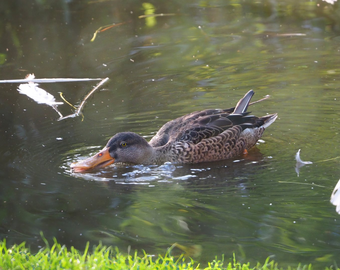 Northern shoveler (Spatula clypeata), 2023-10-04