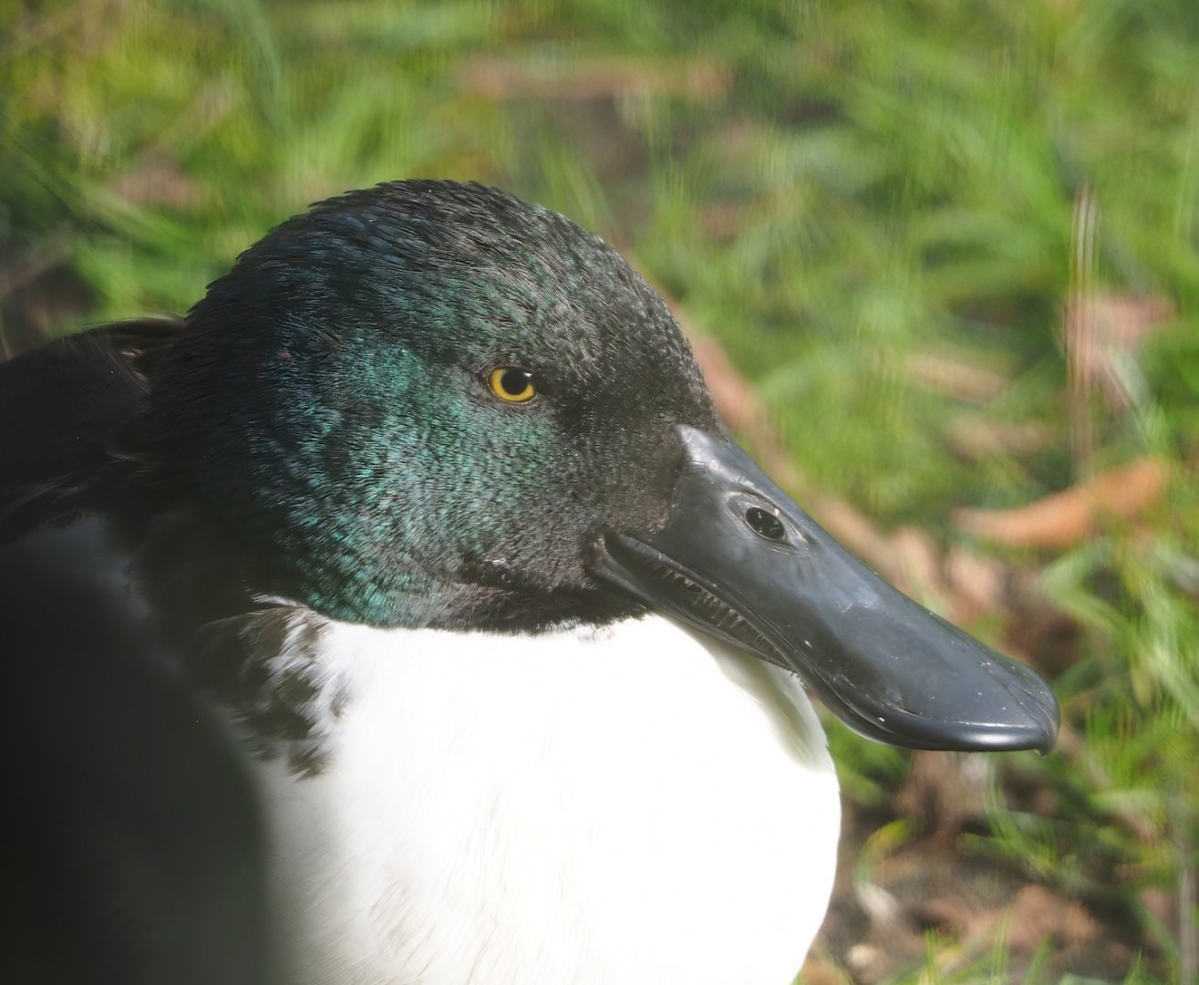 Northern shoveler (Spatula clypeata), 2024-03-04