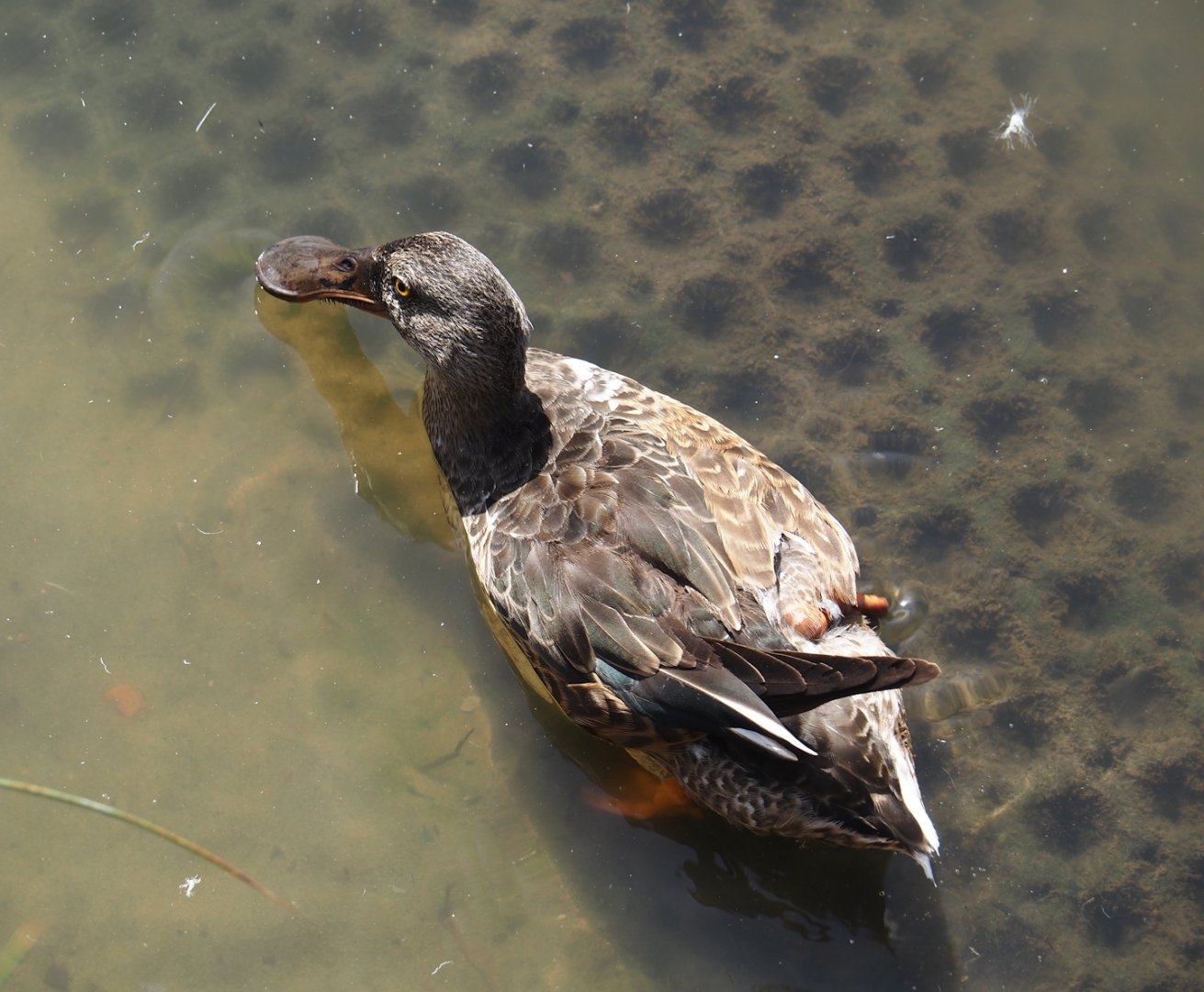Northern shoveler (Spatula clypeata), 2024-06-30