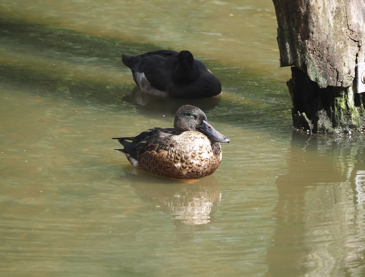 Northern shoveler (Spatula clypeata), 2024-08-21