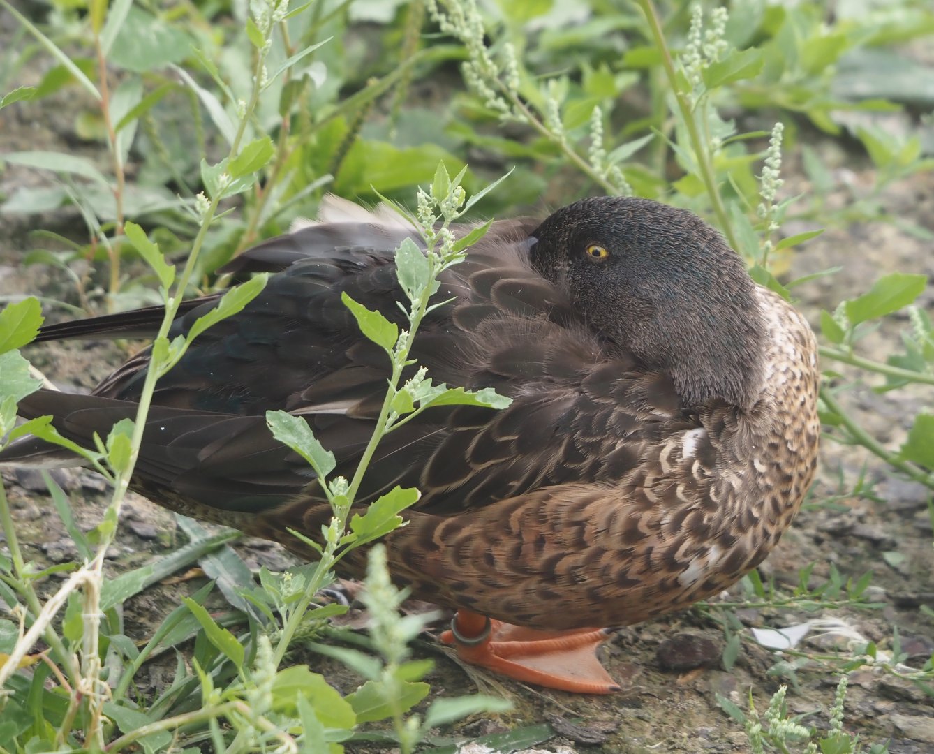 Northern shoveler (Spatula clypeata), 2024-08-21