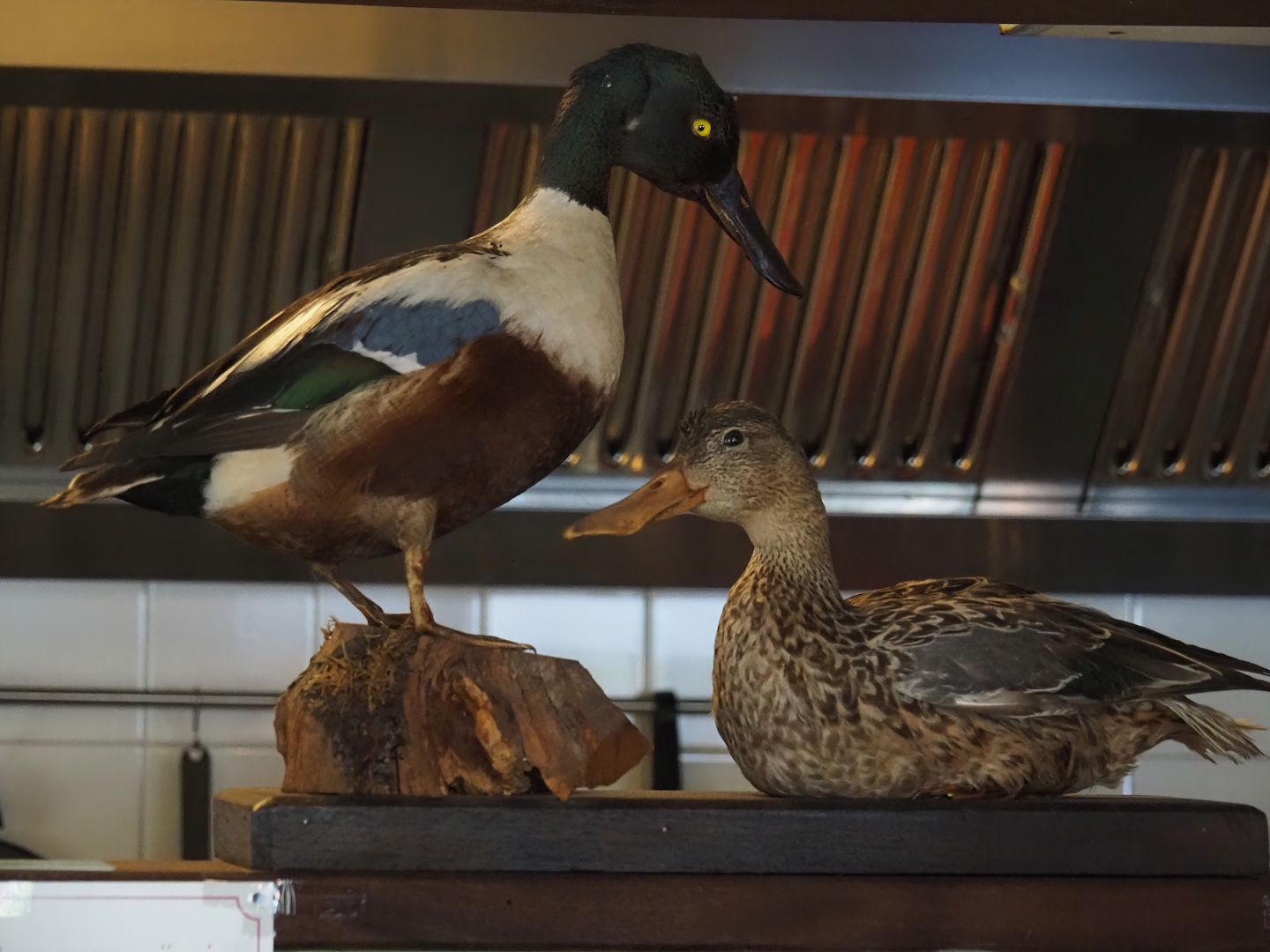 Northern shoveler (Spatula clypeata) pair taxidermy specimens, 2024-05-11