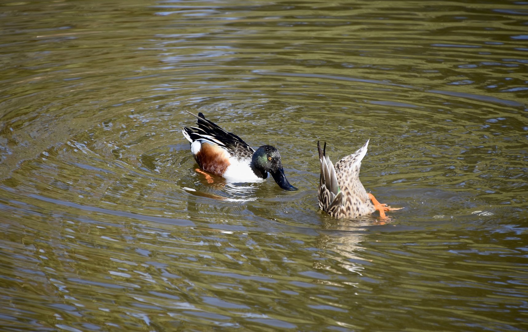 Northern Shoveler (Spatula clypeata) - wild