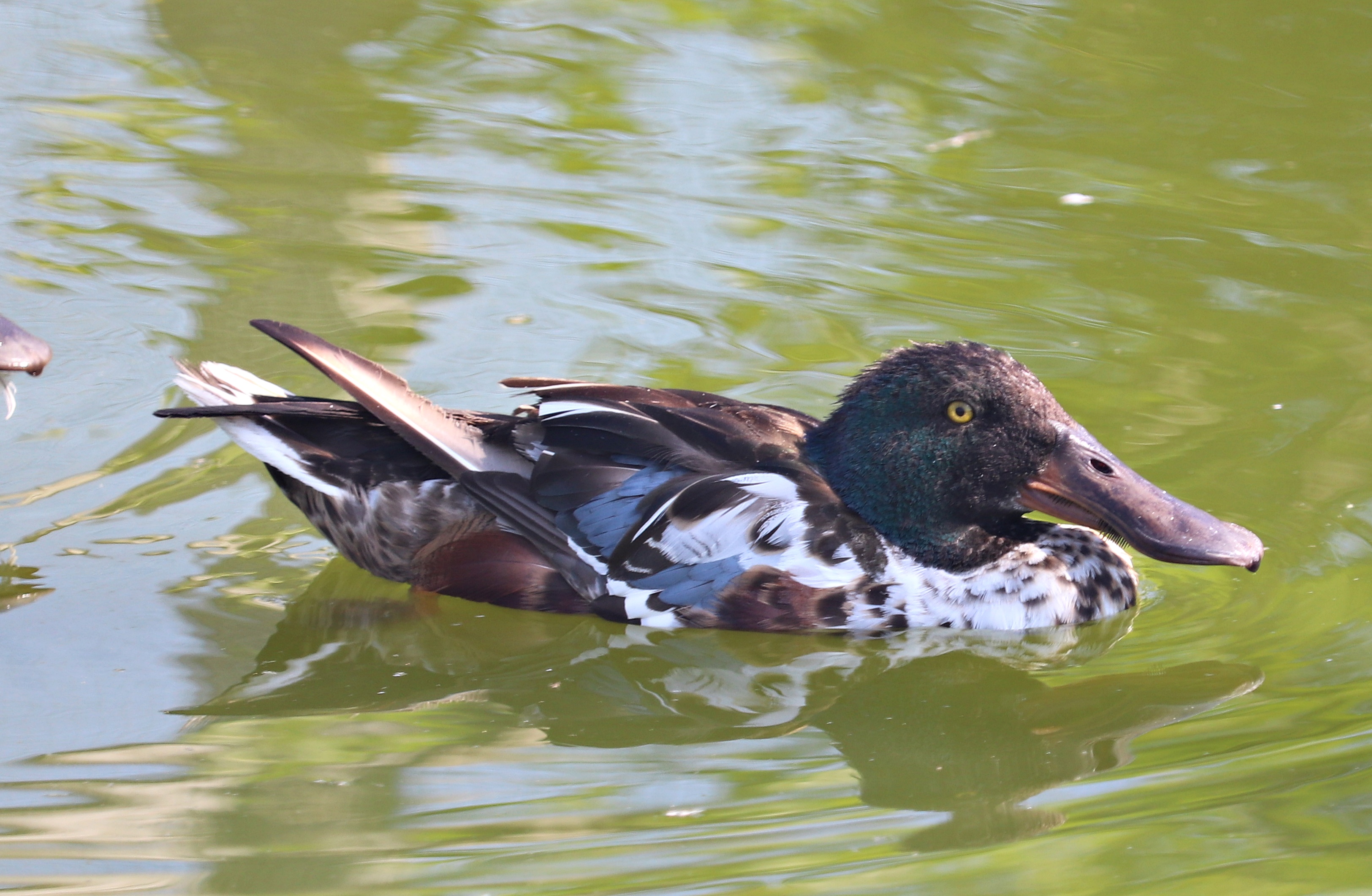 Northern shoveler (Spatula clypeata)
