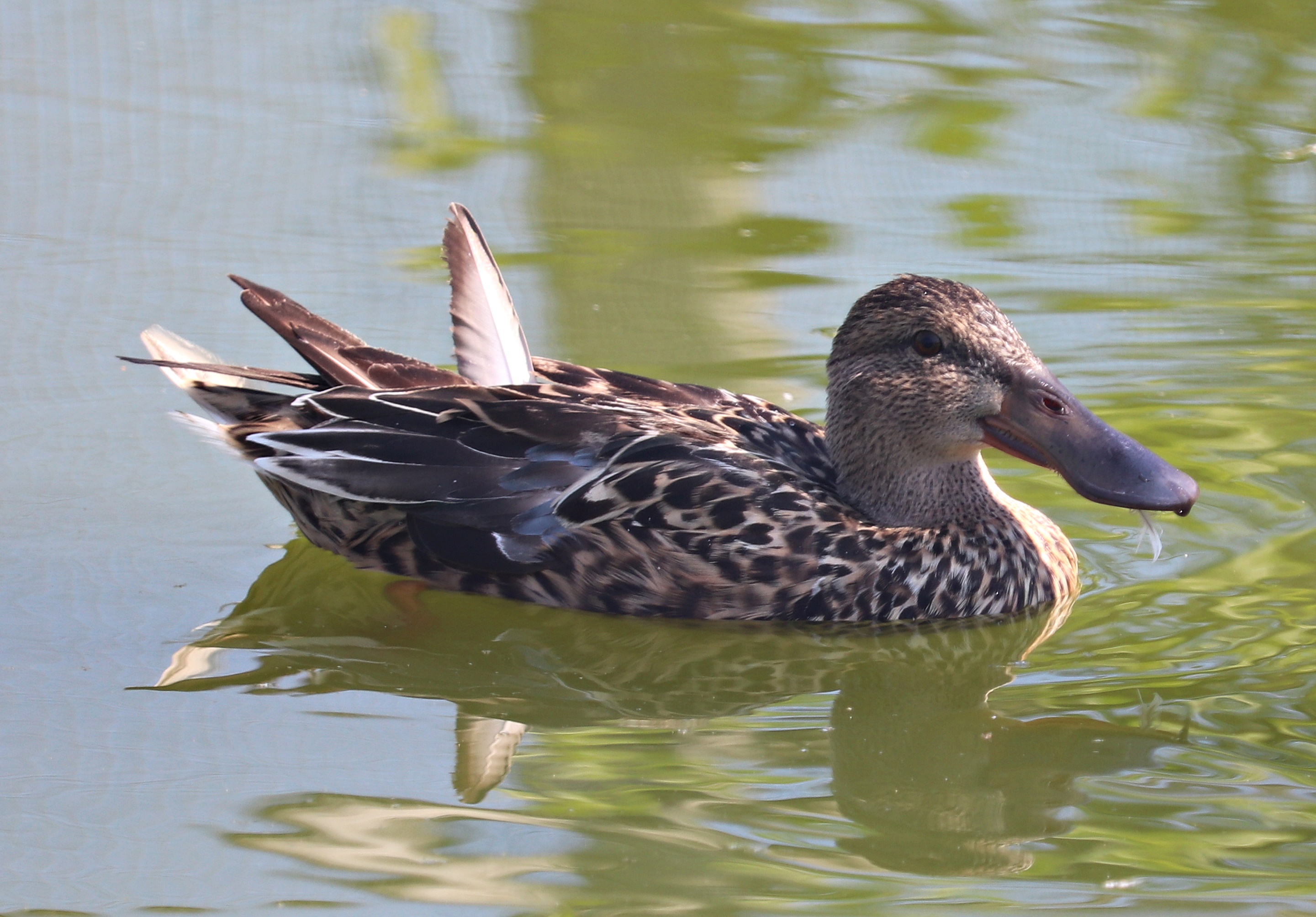Northern shoveler (Spatula clypeata)