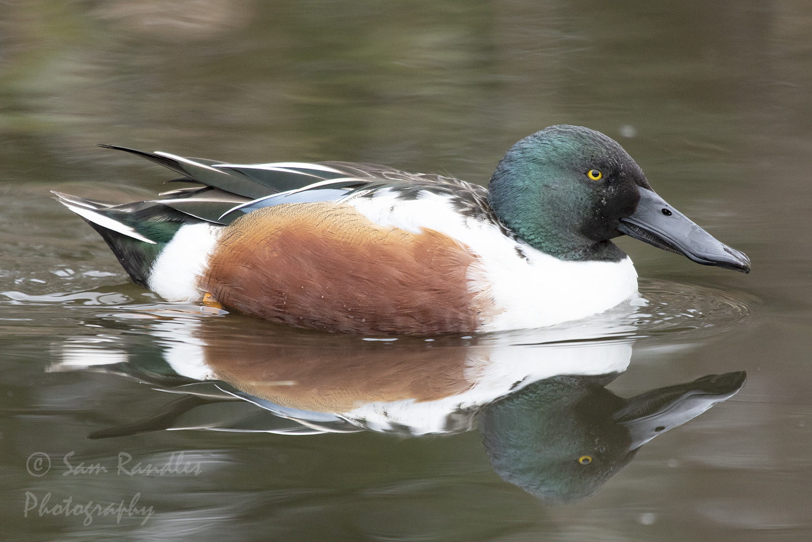 Northern shoveler (Spatula clypeata)