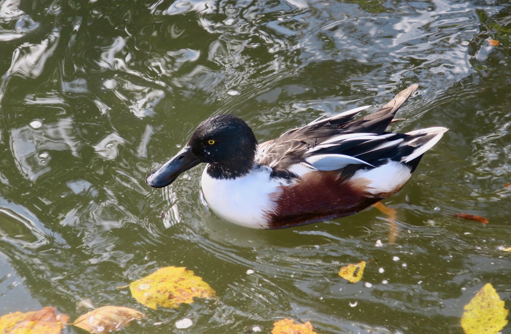 Northern Shoveler (Spatula clypeata)