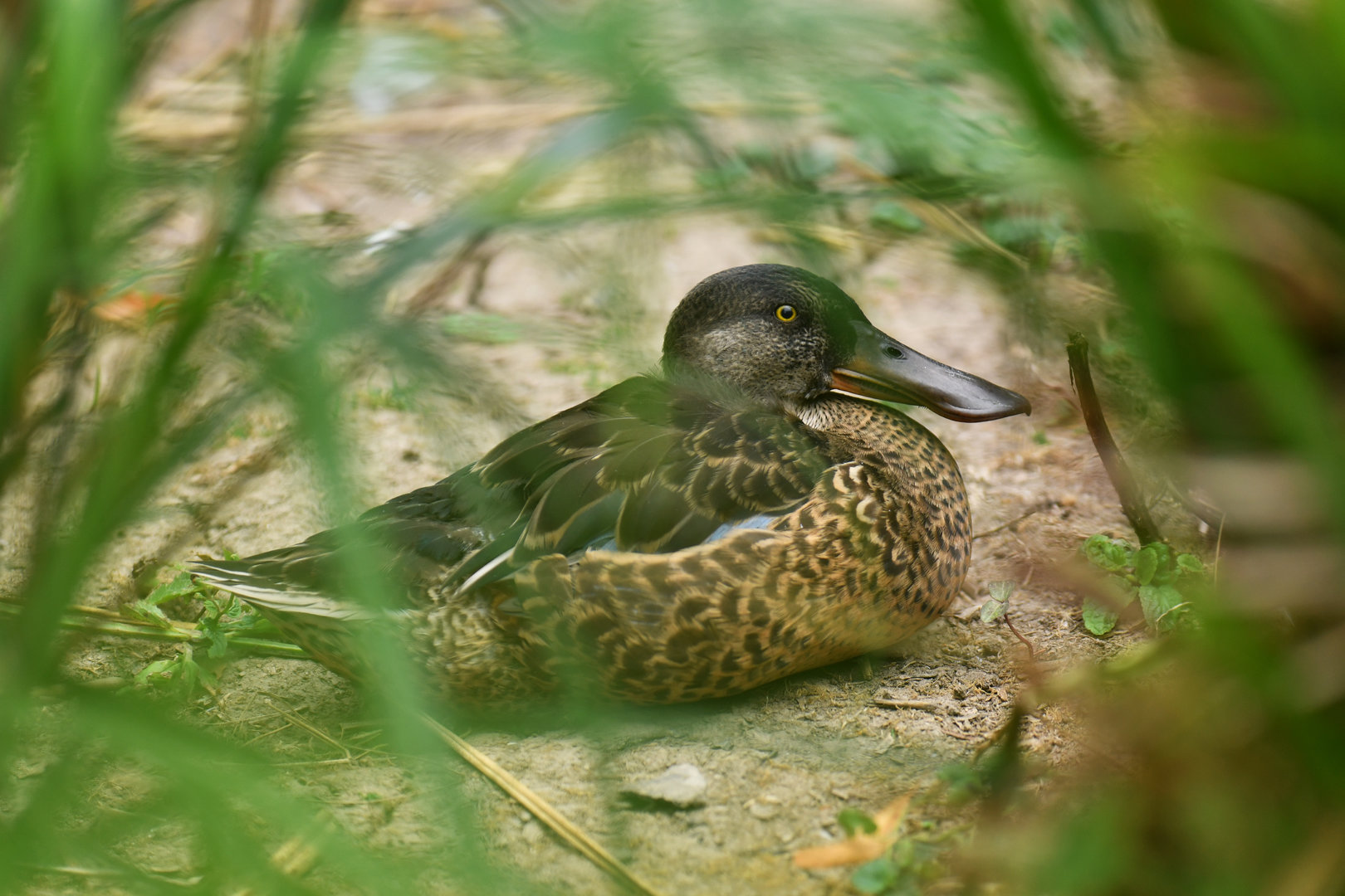Northern Shoveler Spatula clypeata