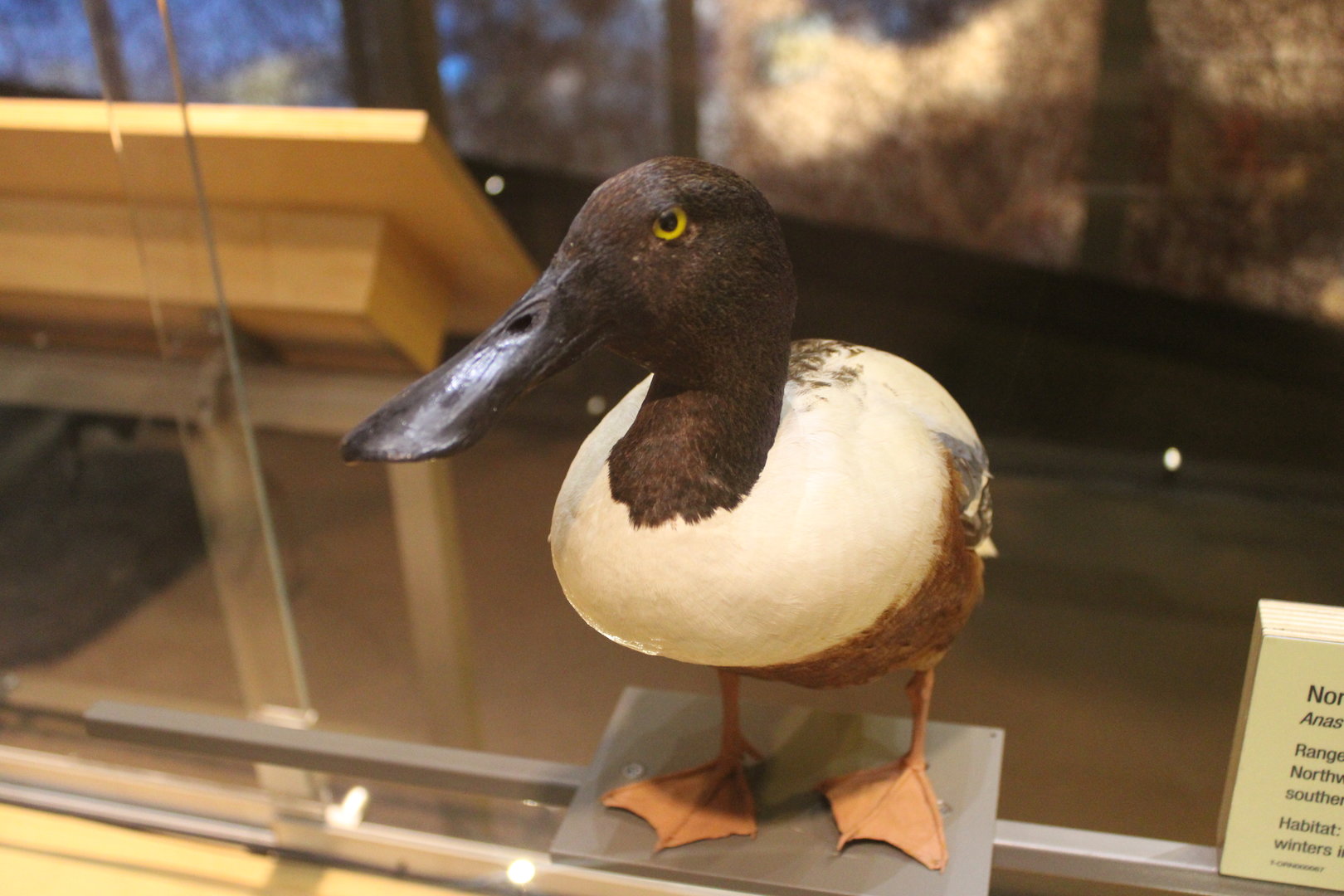 Northern Shoveler (Spatula clypeata)