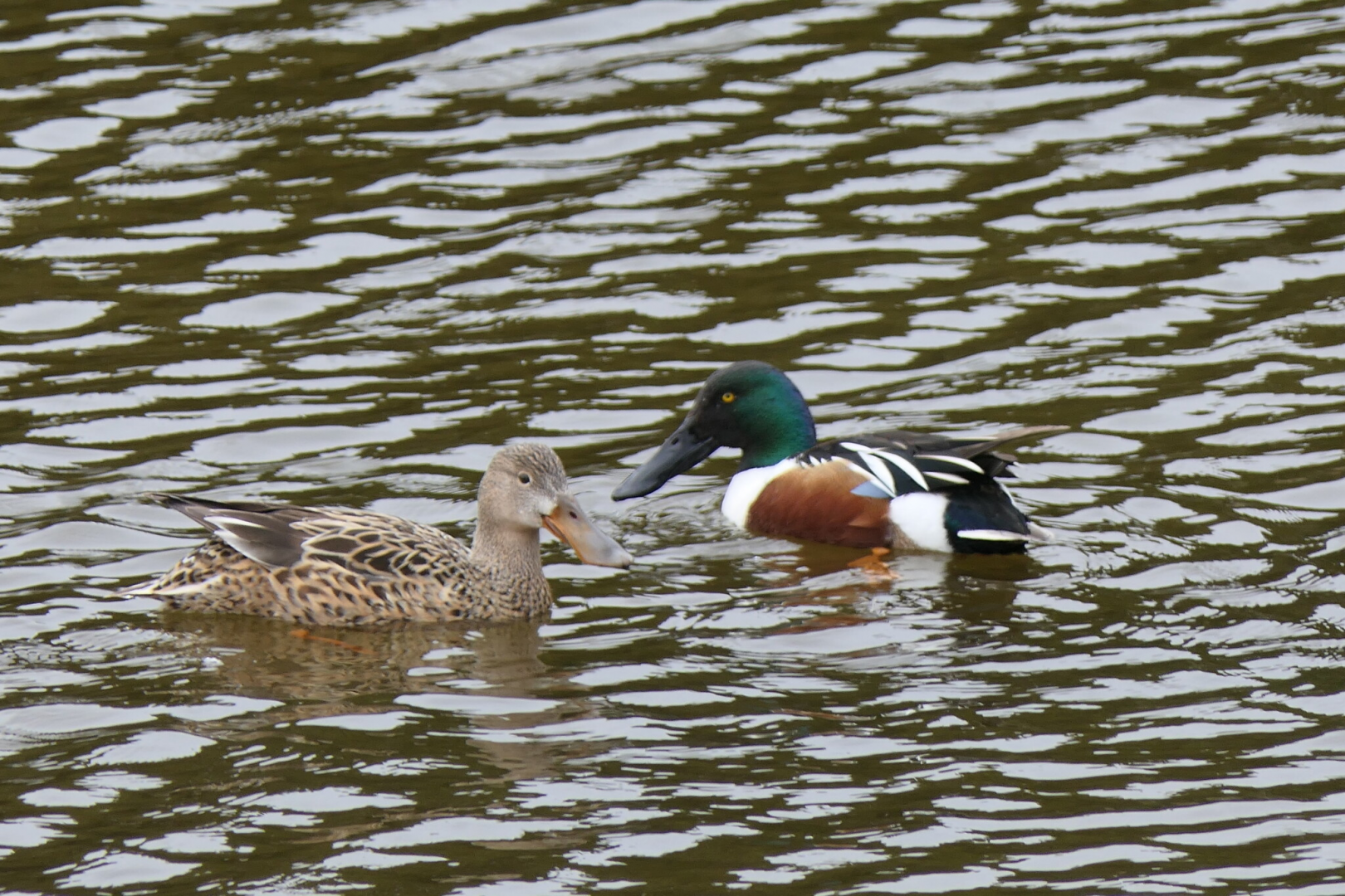 Northern Shoveler (Spatula clypeata)