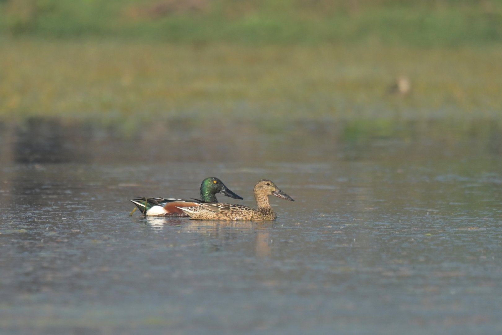Northern Shoveler Spatula clypeata