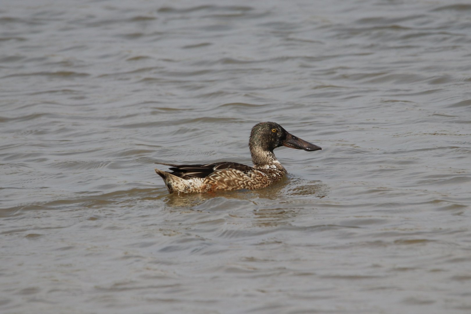 Northern Shoveler (Spatula clypeata)