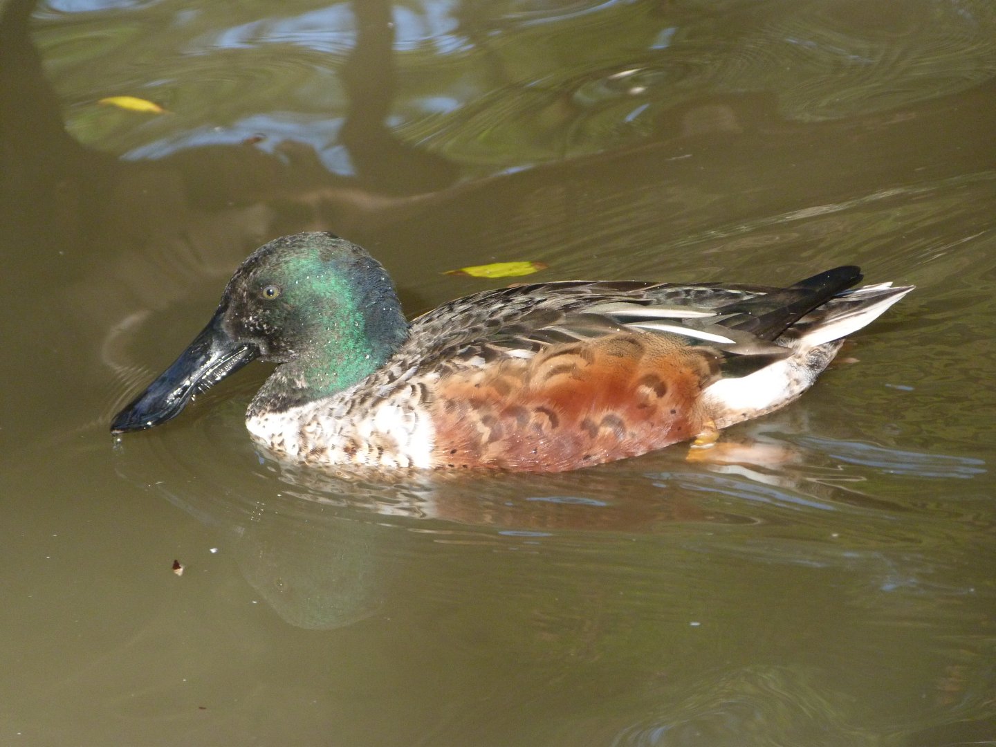 Northern shoveler -Zoo de Santillana del Mar (2024)